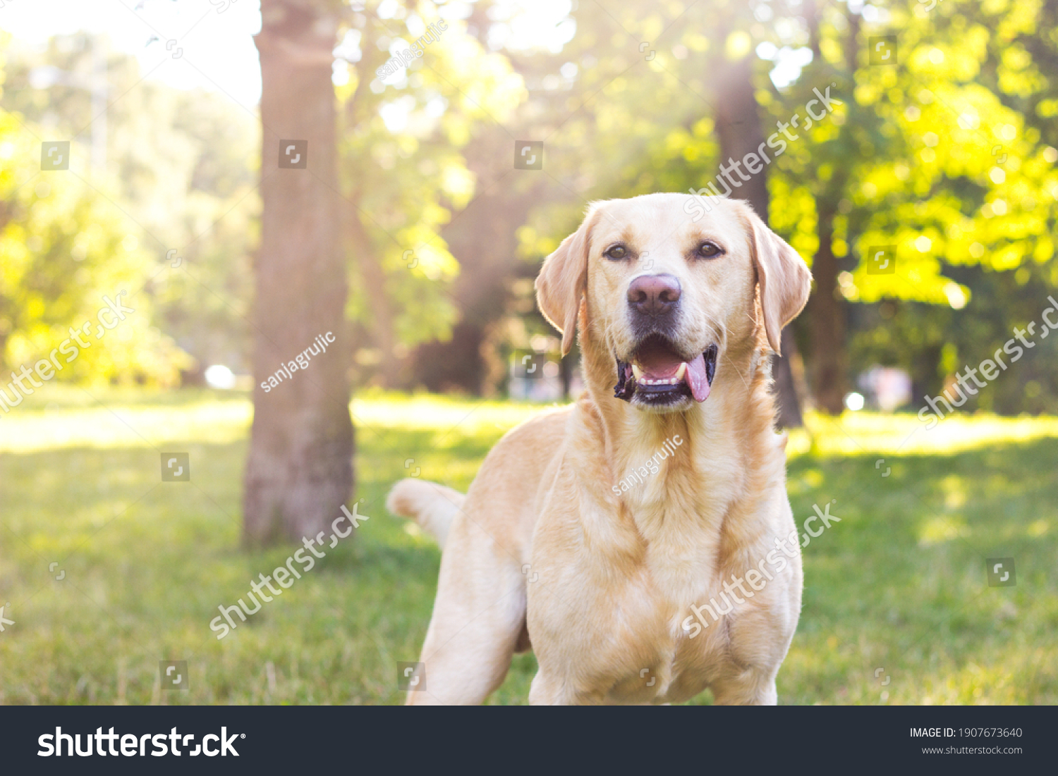 Smiling labrador dog in the city park portrait. Smiling and looking up, looking away #1907673640