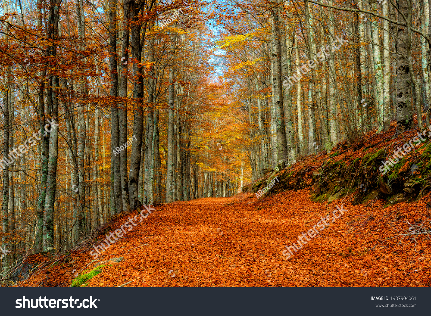 Autumn landscape beautiful colored trees over the forest, glowing in sunlight. Wonderful picturesque background. Beautiful colors and a peaceful atmosphere around. Gorgeous view. #1907904061
