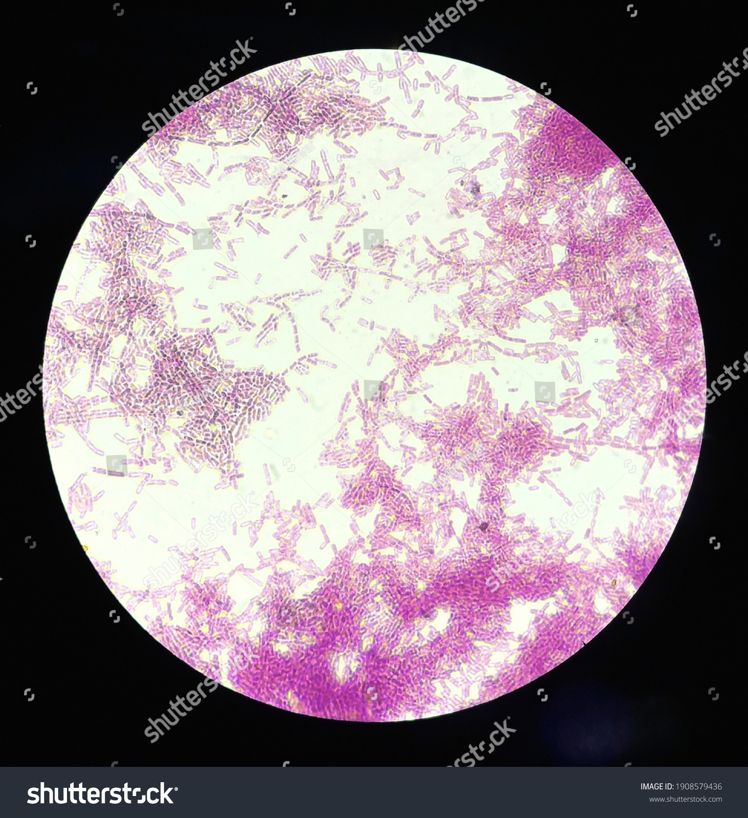 Gram stain of the bacteria Bacillus subtilis under a microscope with a magnification of 100 times #1908579436