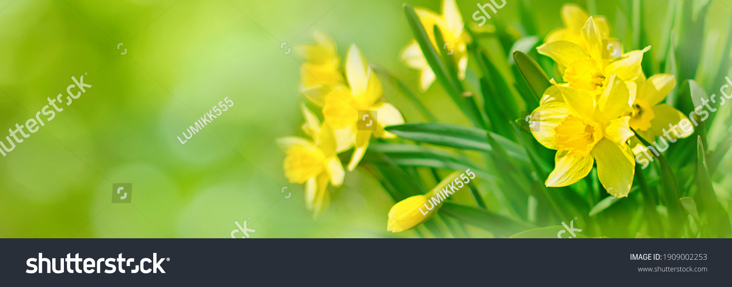 Beautiful Panoramic Spring Nature background with Daffodil Flowers, selective focus. Yellow Daffodils Flowers closeup on green background. Wide Angle Scenic floral header for website or Web banner #1909002253