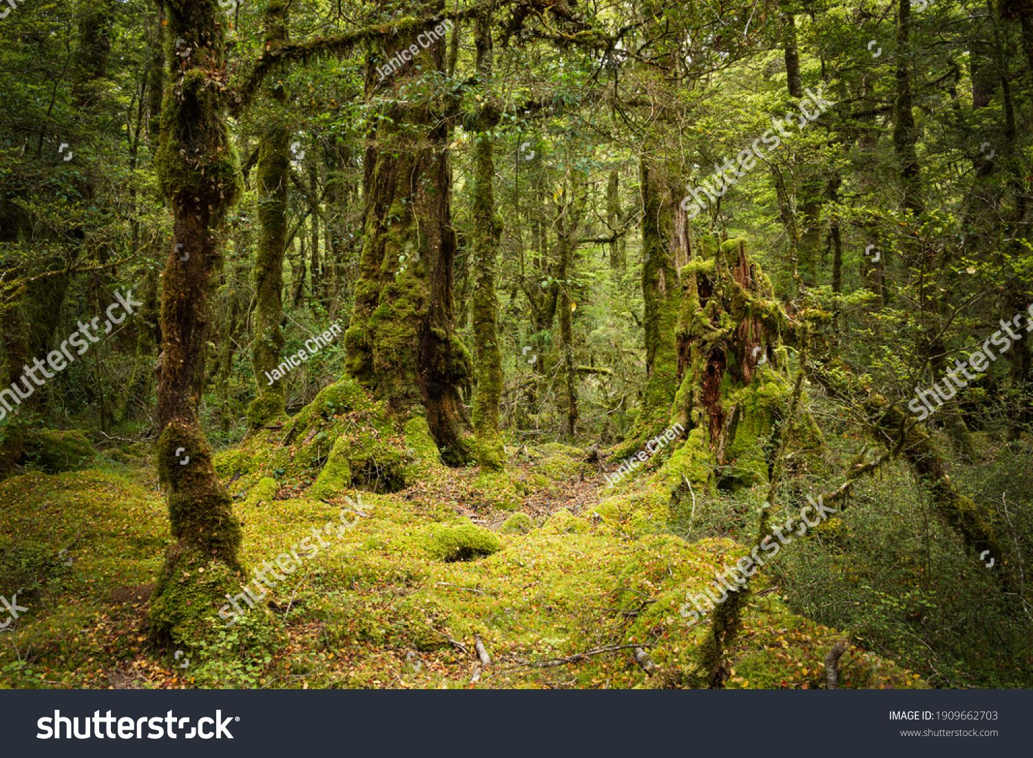 Moss covered lush green beech forest, South Island, New Zealand #1909662703