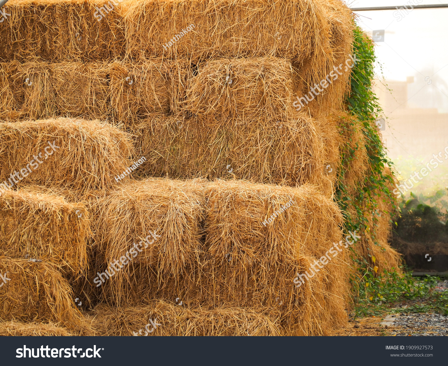 Haystack, a bale of hay group. Agriculture farm and farming symbol of harvest time with dry grass (hay),  hay pile of dried grass hay straw.
 #1909927573