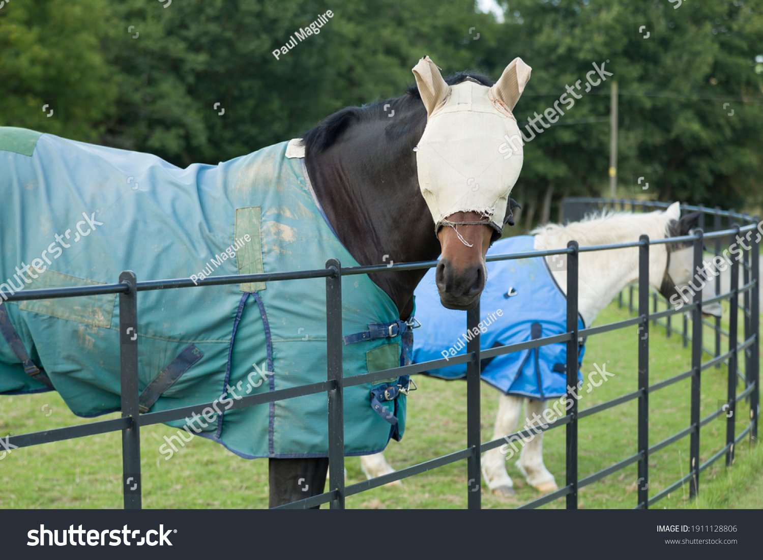 Two horses wearing a fly mask and turnout rug or blanket, UK #1911128806