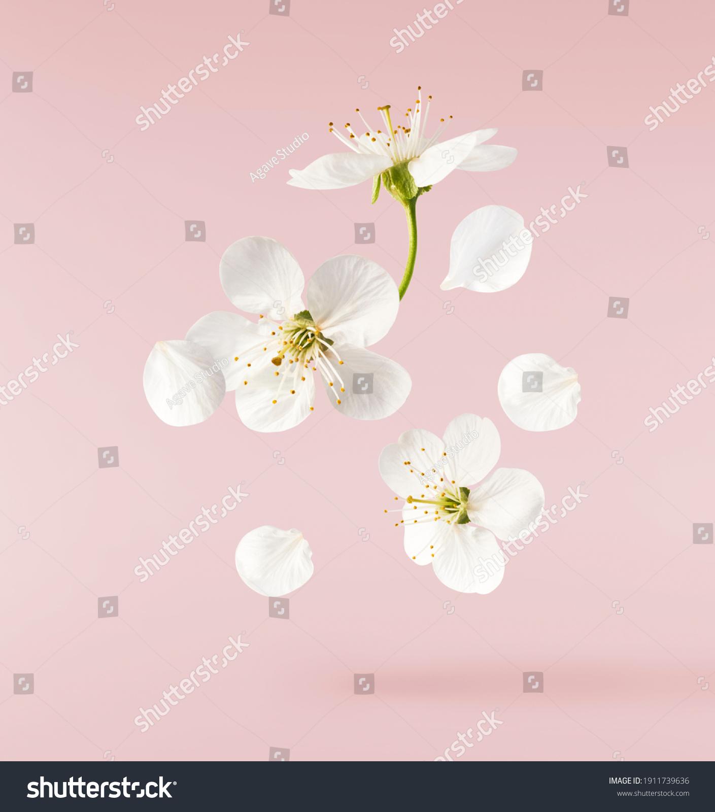 A beautiful image of spring white cherry flowers flying in the air on the pastel pink background. Levitation conception. High resolution image #1911739636