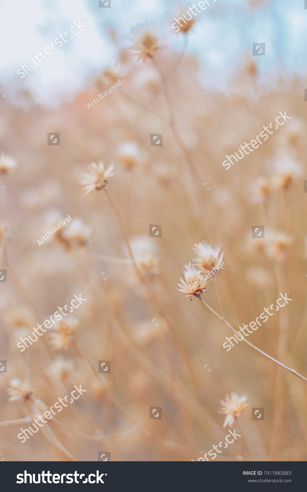 Maksud dandelion