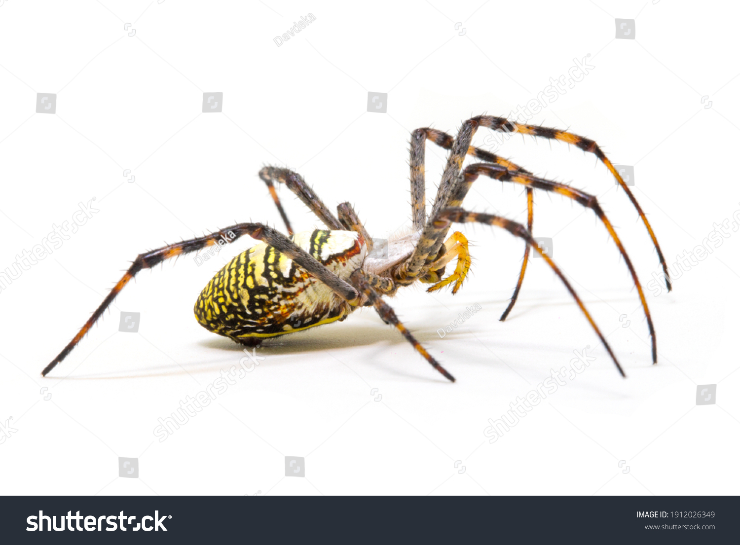 Colorful spider on white background, close up photo. Yellow black spider on white background. Tropical insect crab spider closeup photo. Exotic spider detailed macrophoto. Striped insect. Creepy bug.  #1912026349