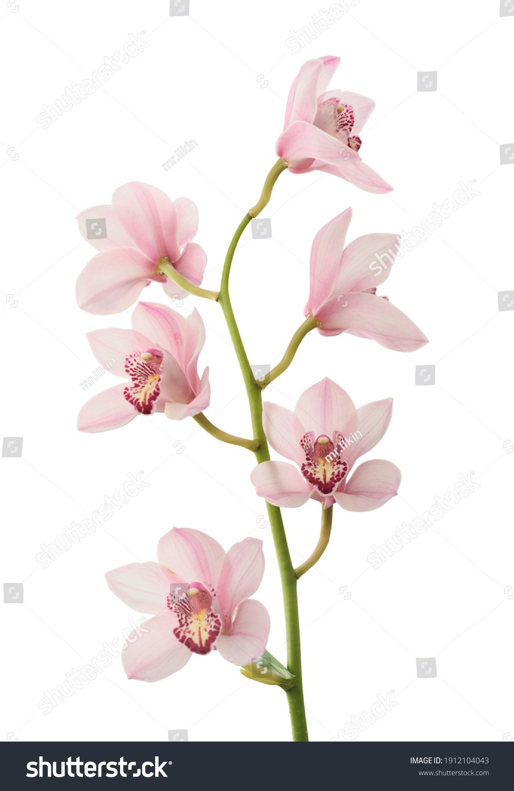 Pink orchid. Lovely tropical flower isolated on white. Save path. #1912104043