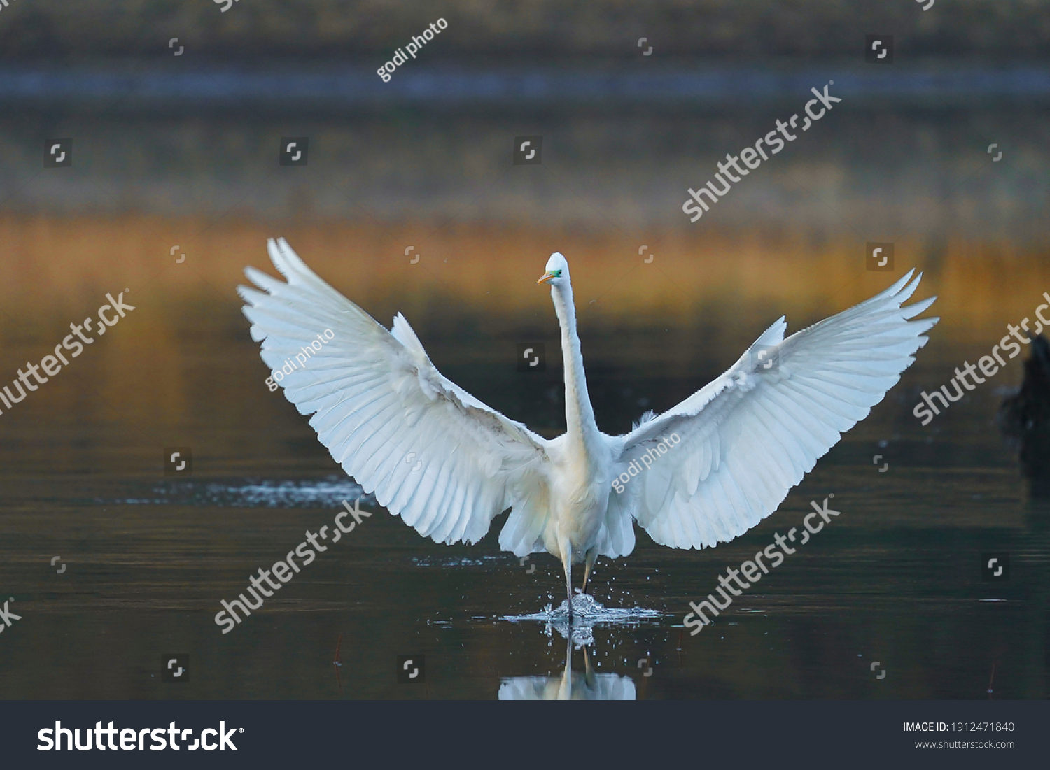 Great white egret (Ardea alba) - white heron #1912471840