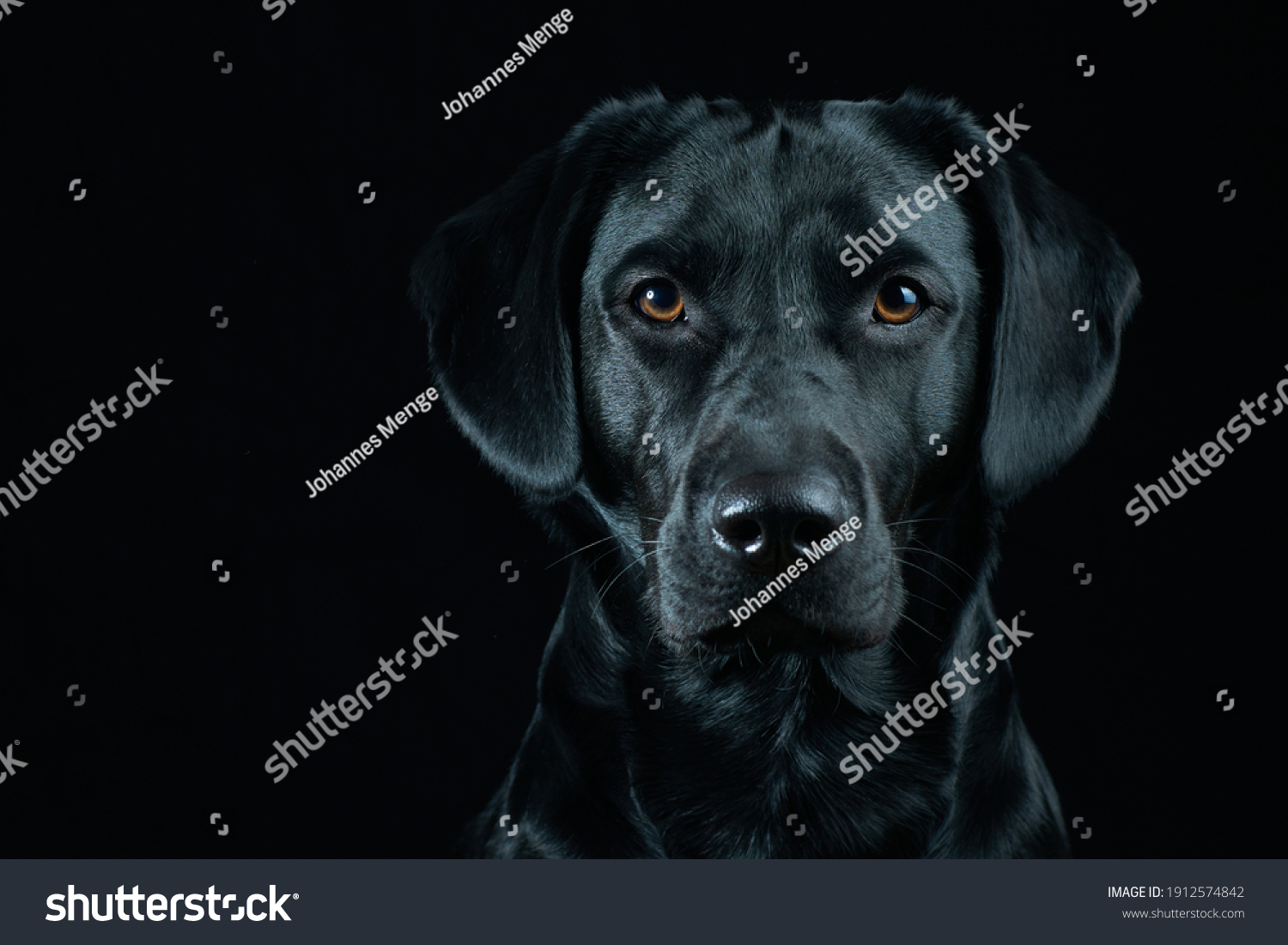 Black Labrador Portrait on black background #1912574842