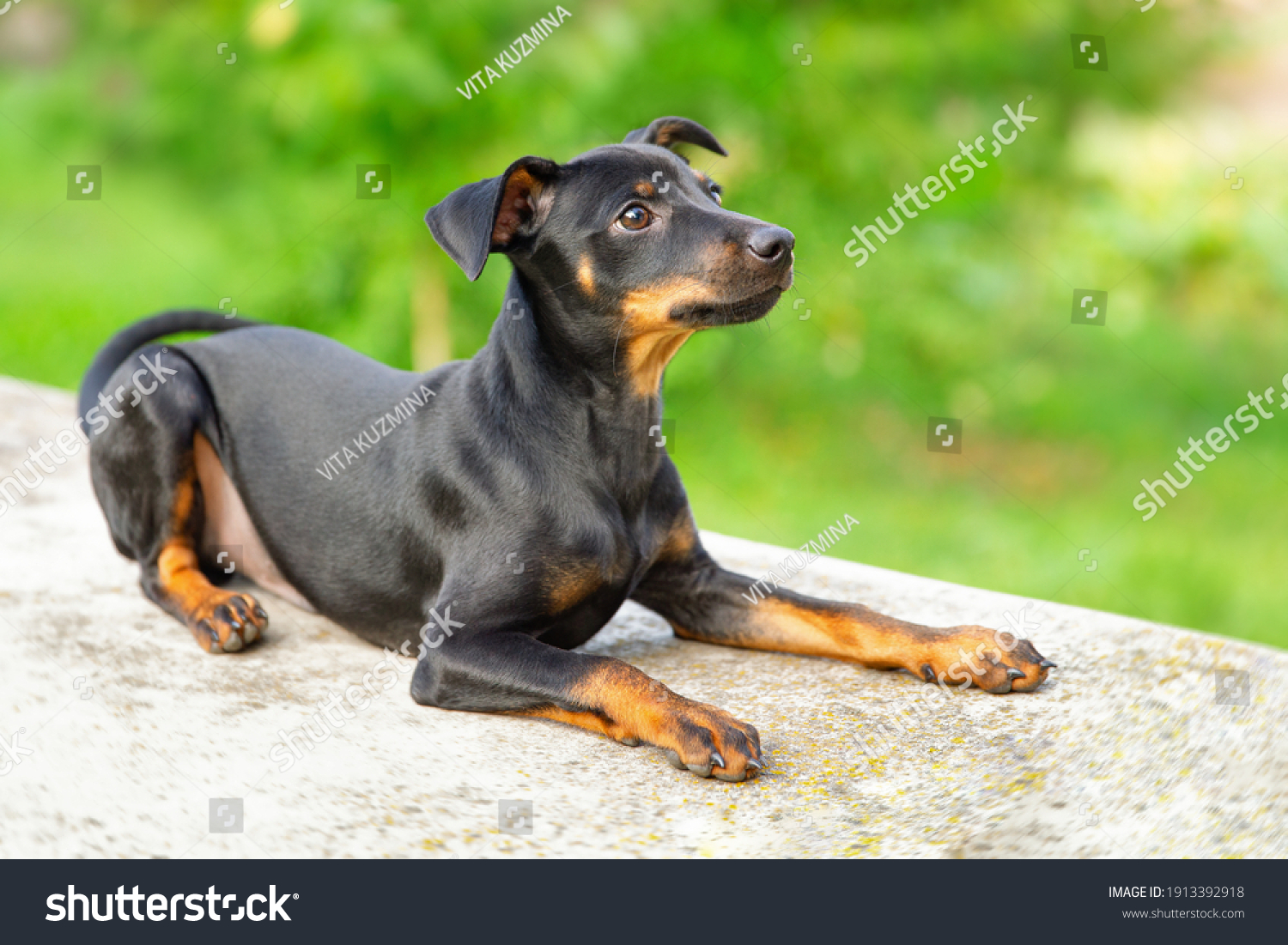 Black and tan miniature pinscher portrait on summer time. German miniature pinscher lies outdoors on a concrete siter with green background. Smart and cute pincher with funny ears and round eyes #1913392918