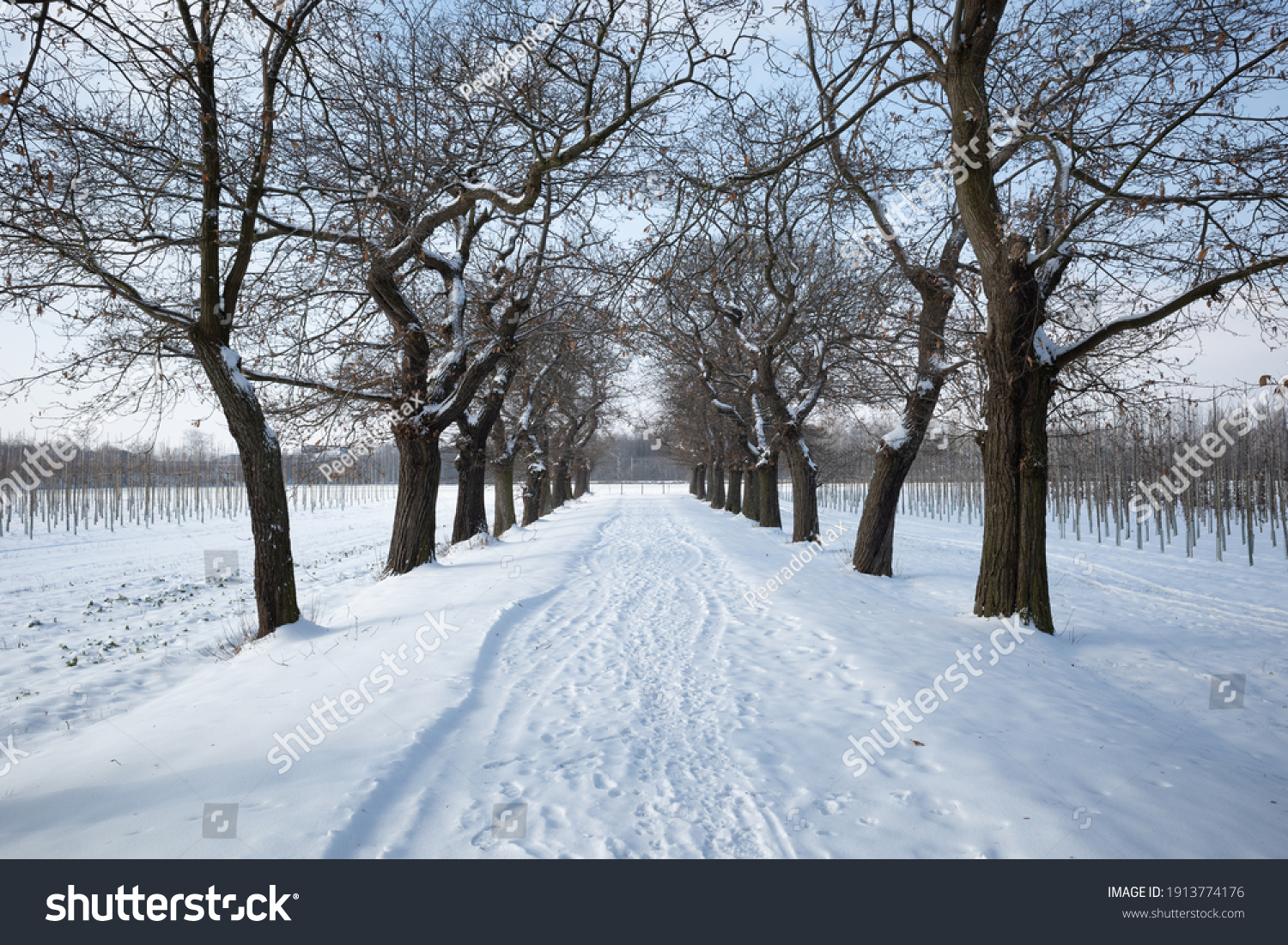 Outdoor diminish perspective view of empty street beside row of trees  and agriculture field covered by snow in winter season and sunny sky. #1913774176