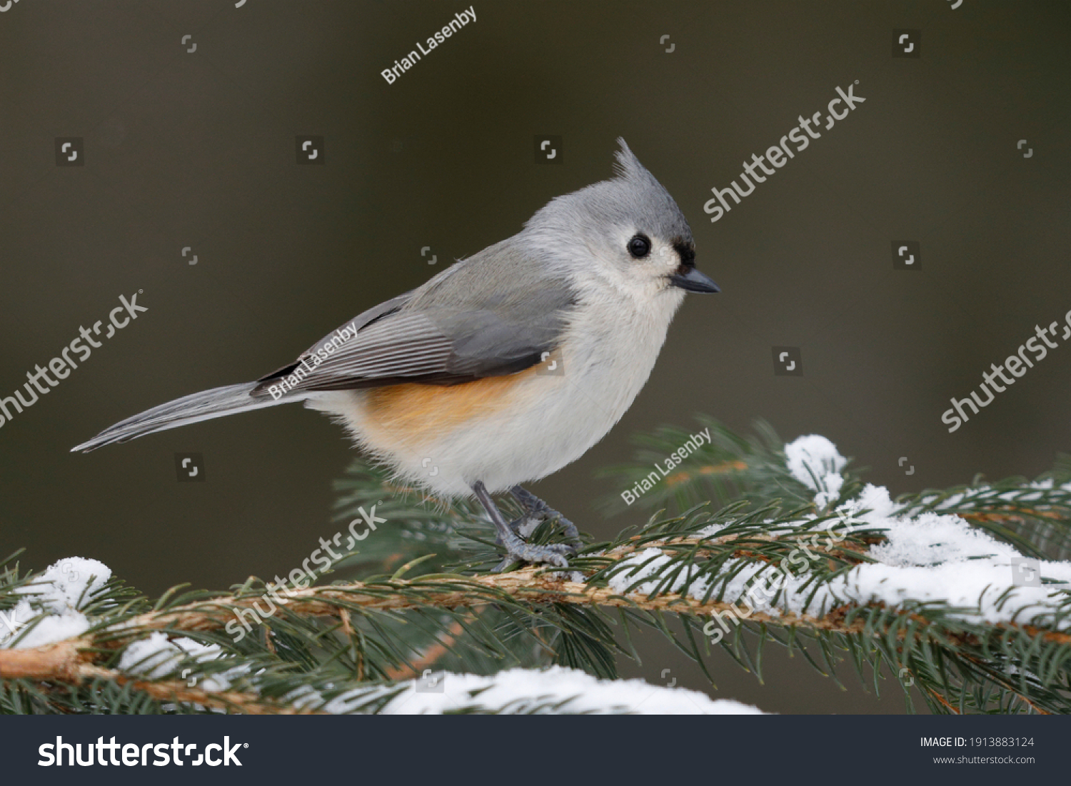 Tufted Titmouse (Baeolophus bicolor) perched on a spruce branch in winter - Grand Bend, Ontario, Canada #1913883124