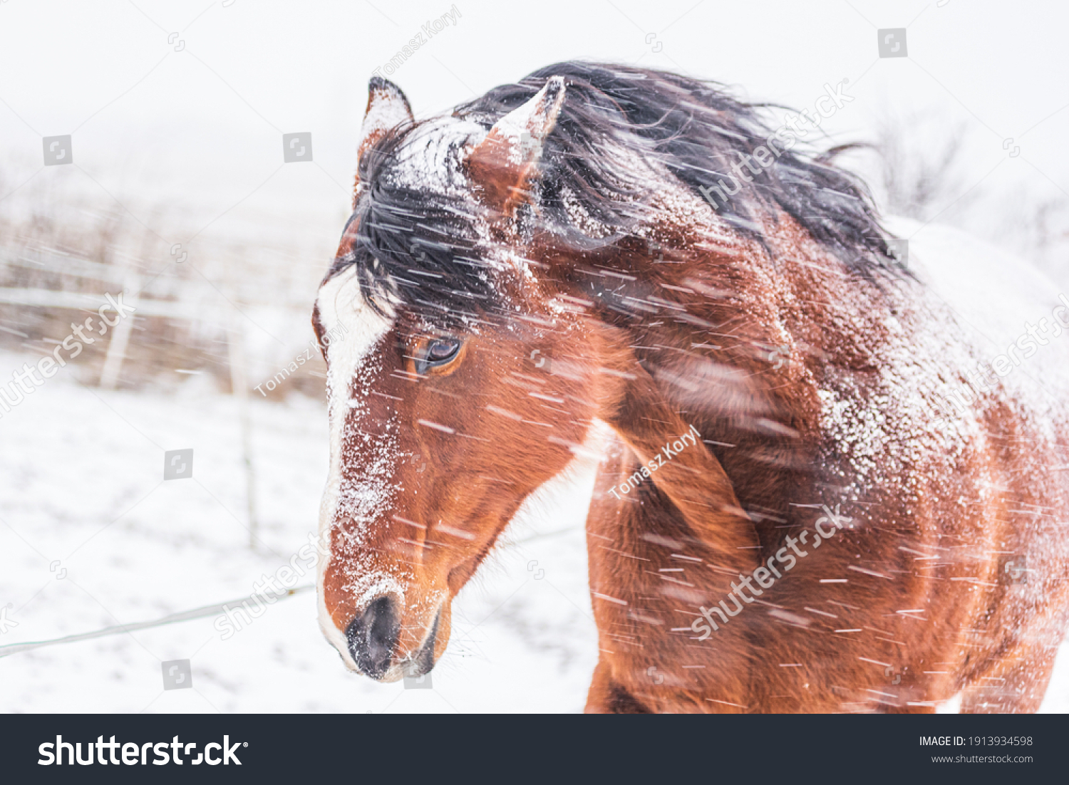 A horse in a paddock on a windy winter day. Visible snowflakes, wind and frost. Close-up of the horse's eyes and head. Winter scenery at the horse farm. #1913934598