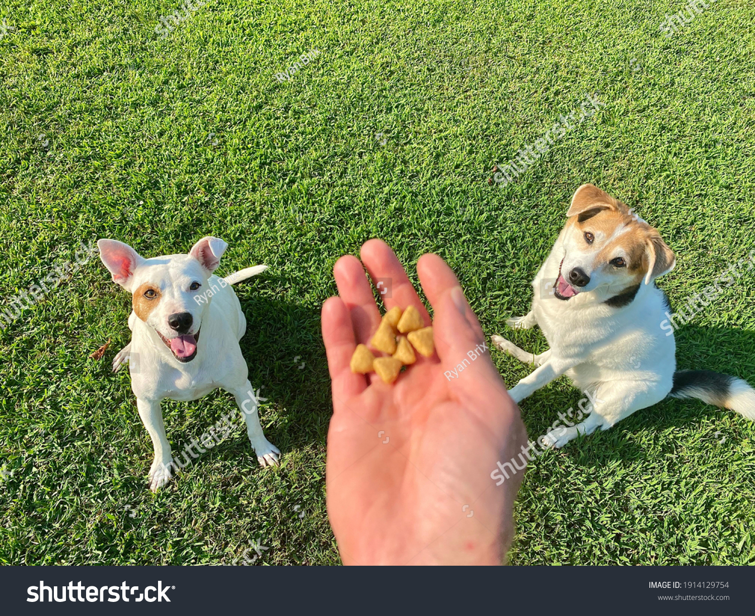 Human hand holding food above two trained white rescue dogs sitting in the lush green lawn waiting patiently for canine enrichment scatter feeding activity, positive reinforcement training tips #1914129754