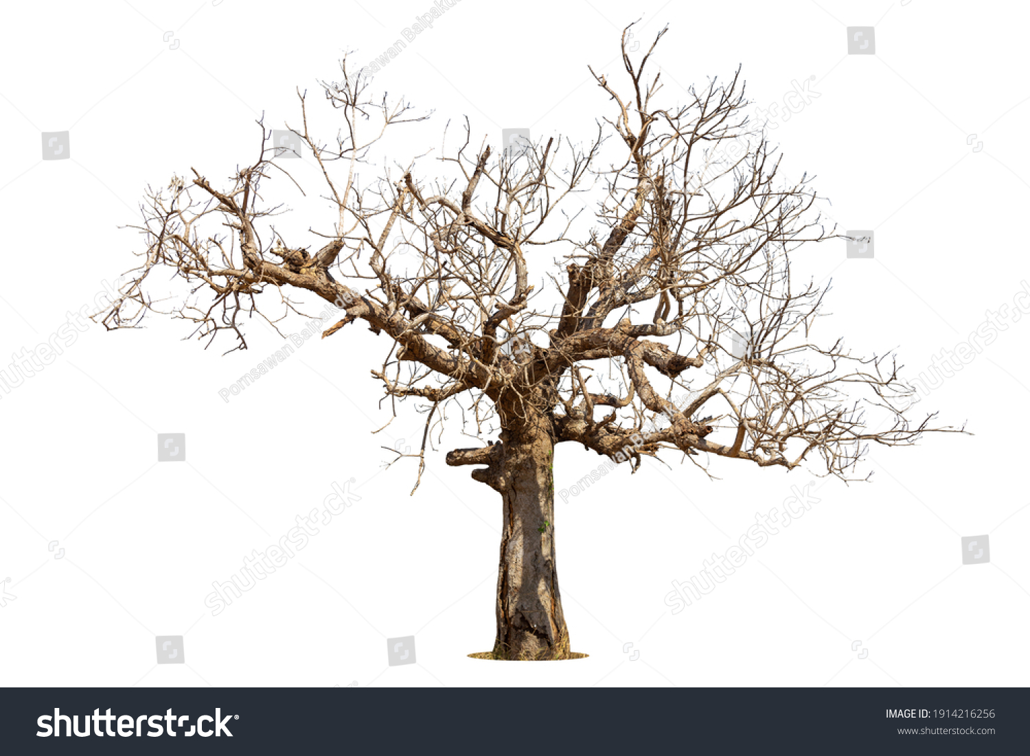 Dead tree isolated on white background. #1914216256