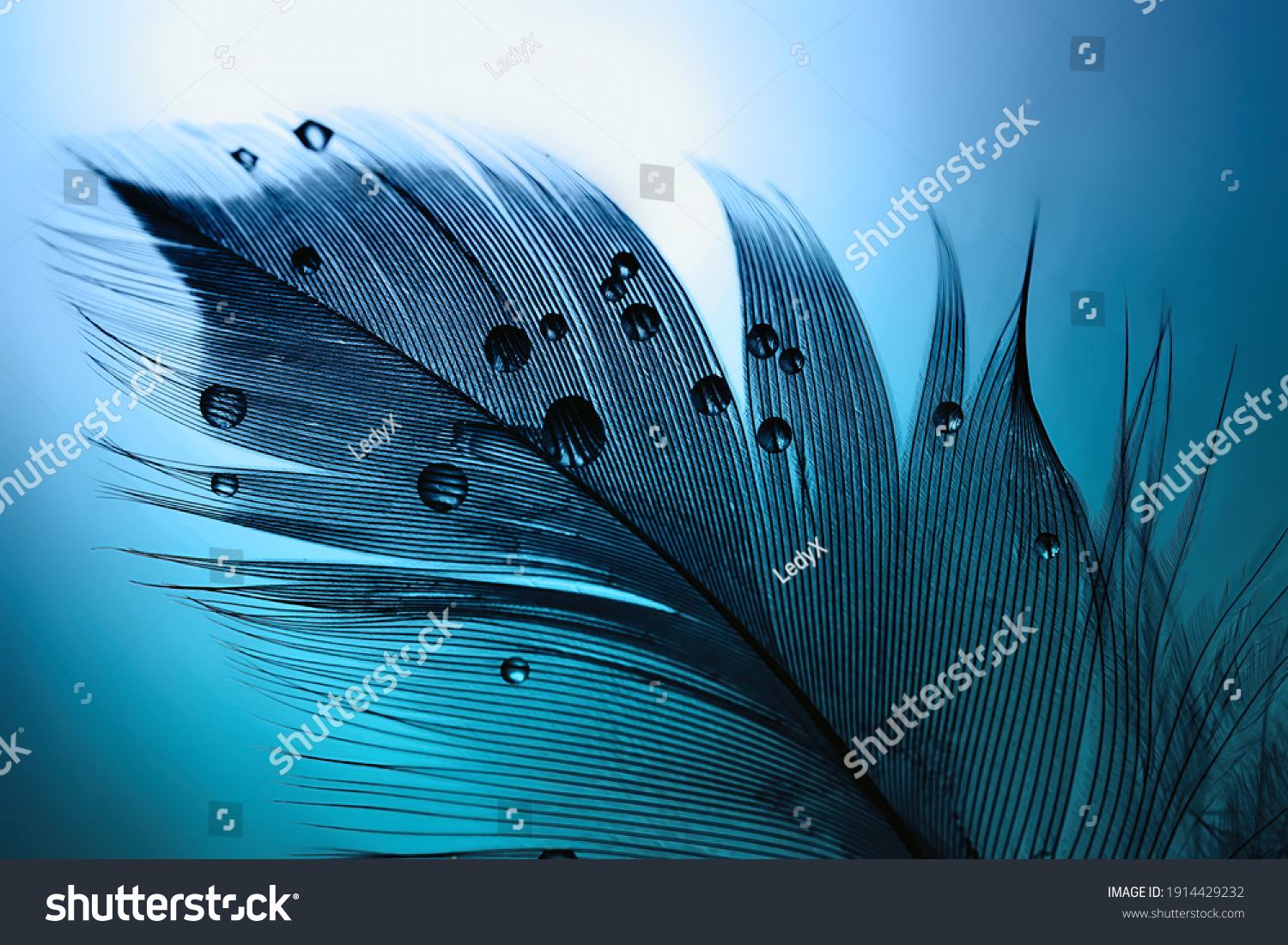 Silhouette of  black bird feather with water drops on a blue turquoise background with beautiful lighting. Elegant bright and expressive artistic image. #1914429232