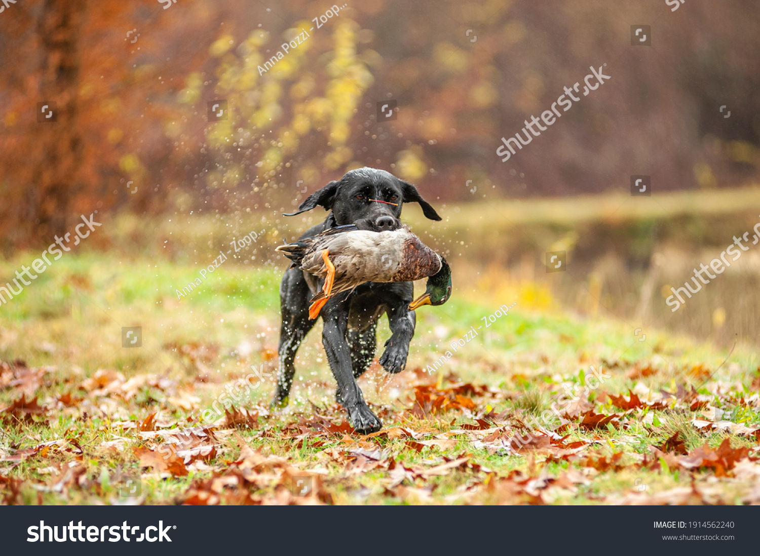 Black Labrador Retriever is running and fetching a duck. Duck hunting, labrador is retrieving game to hunter #1914562240