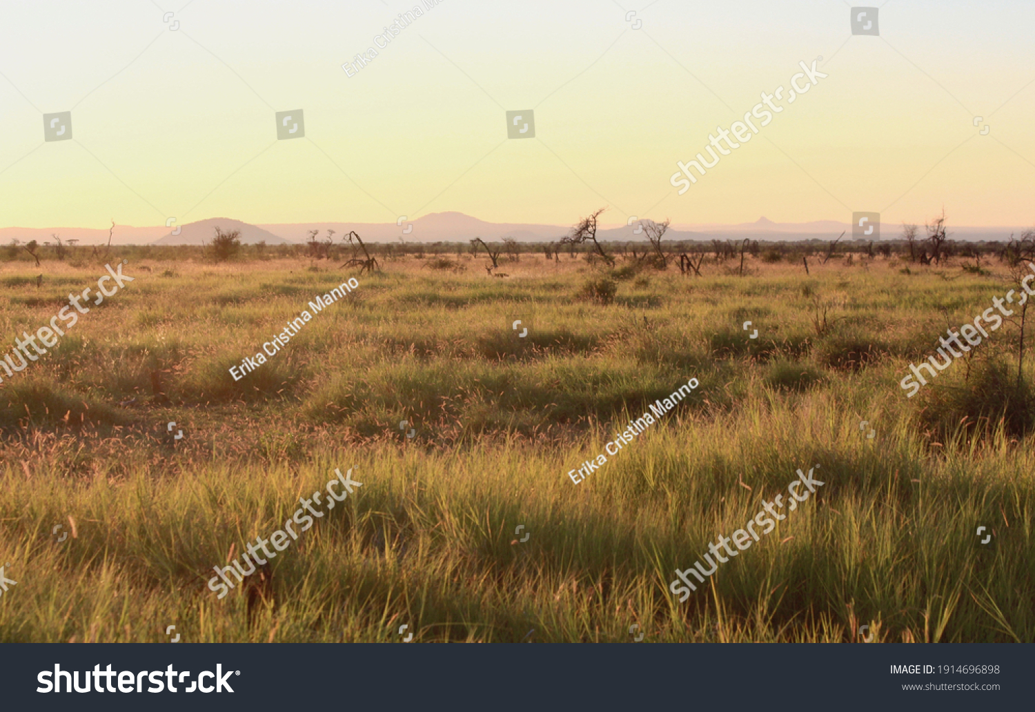 Savanna at sunset, Madikwe Reserve, South Africa. Panoramic view. beautiful and colorful sky in the background. #1914696898