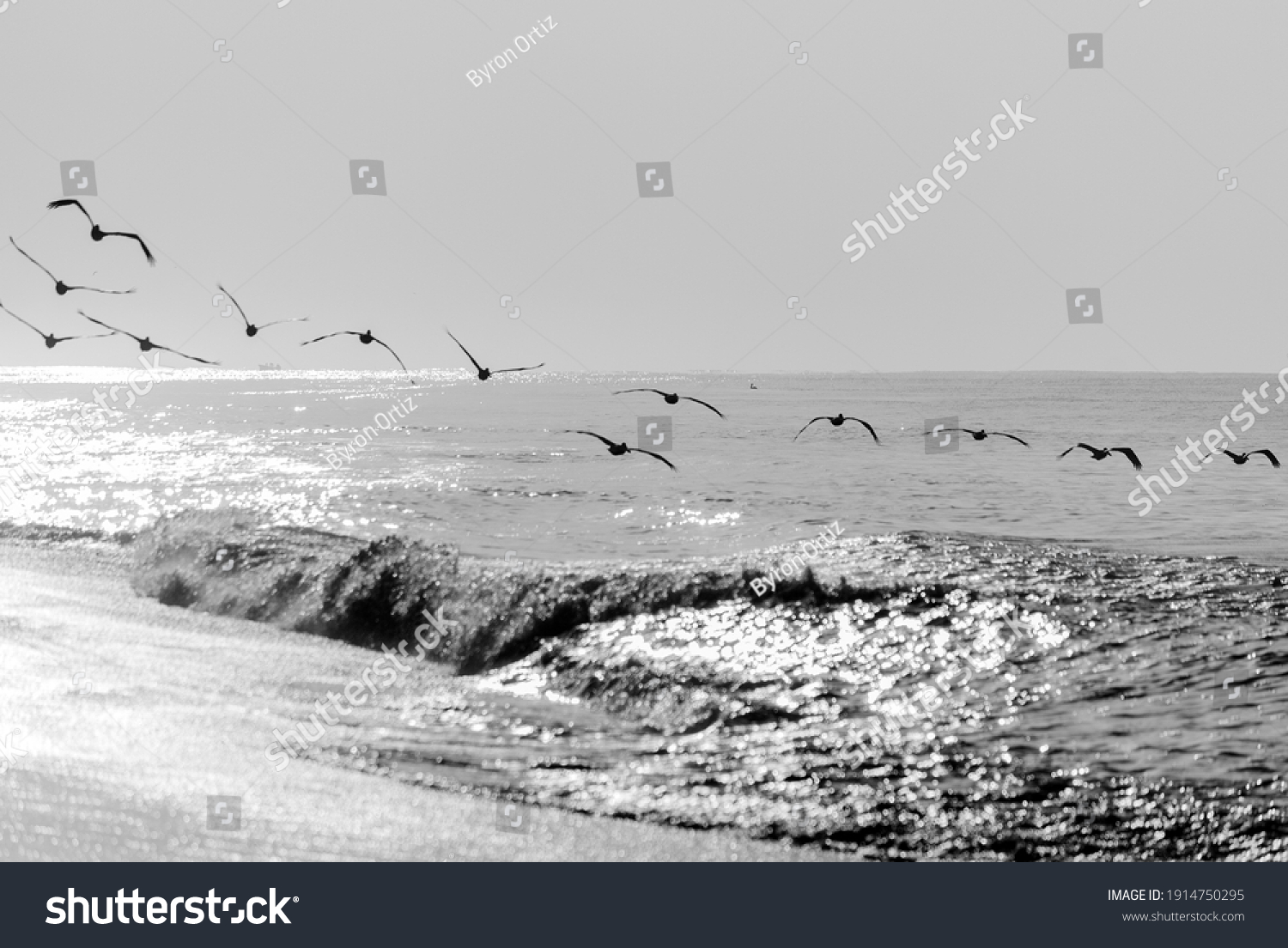Pelicans flying over the pacific ocean, Pelecanus occidentalis, Guatemala volcanic beach, Monterrico, central america. #1914750295