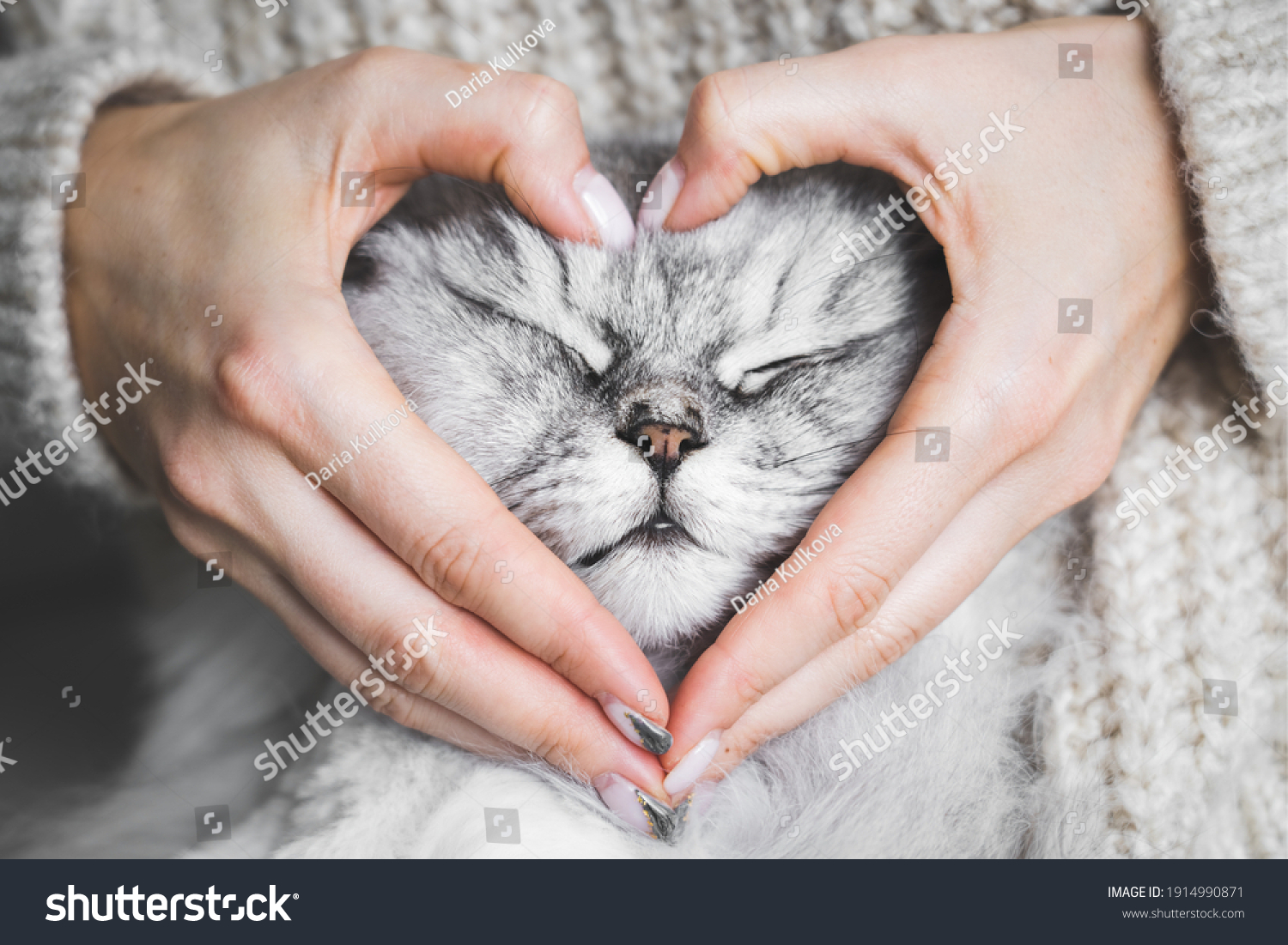 Woman holding her lovely fluffy cute cat face and making a heart shape with her hands. Love for the animals. Pets and people lifestyle. Concepts of love, St. Valentine's Day #1914990871