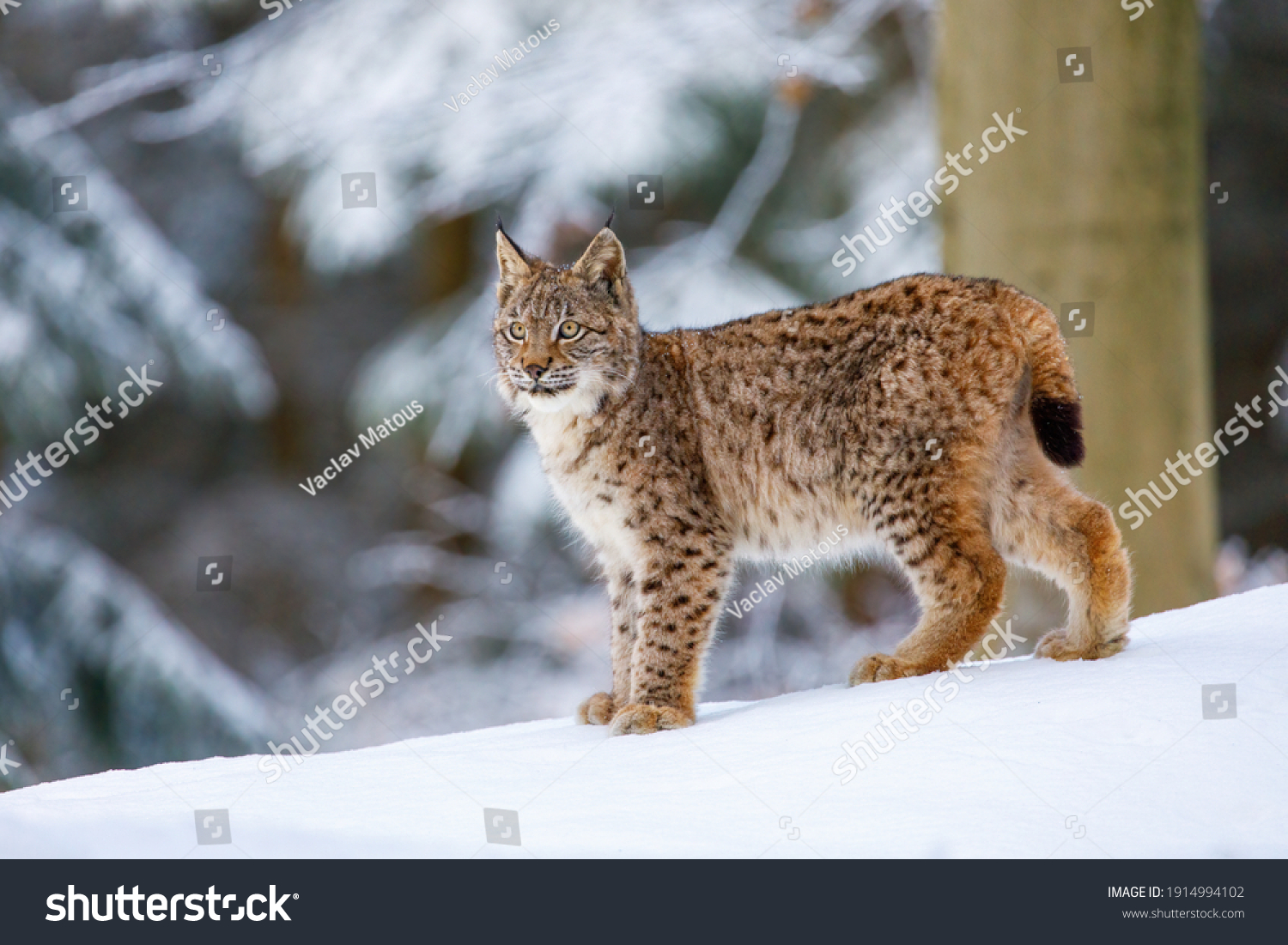 Lynx in winter. Young Eurasian lynx, Lynx lynx, walks in snowy beech forest. Beautiful wild cat in nature. Cute animal with spotted orange fur. Beast of prey in frosty day. Predator in nature habitat. #1914994102