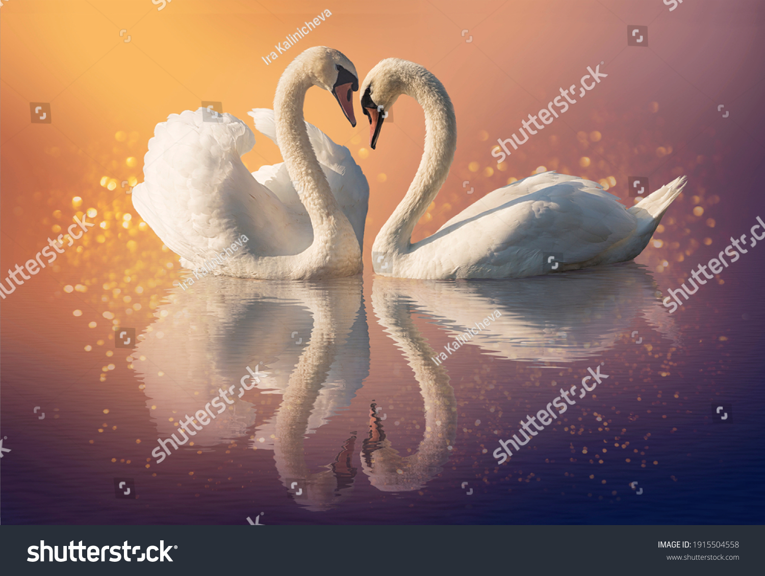 Couple of swans and reflection on the water #1915504558