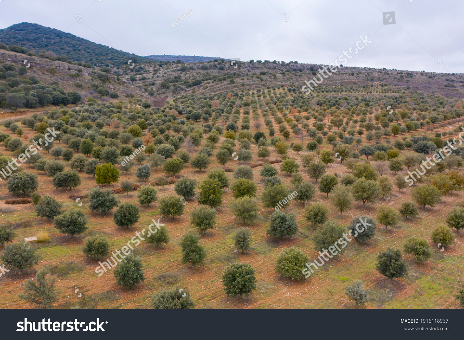 aerial view of holm oak forest where there are truffles in Soria Spain #1916118967