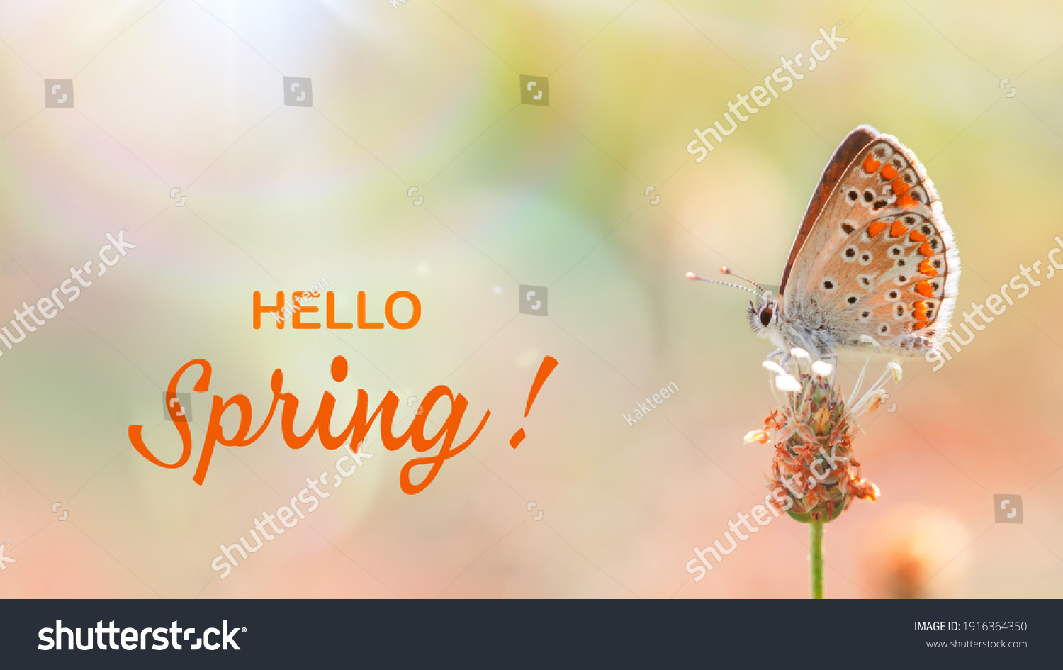 Hello spring. One butterfly roosting on a bud, close-up side view with a blurred background. Orange butterfly on a blurred fairytale wild meadow background. #1916364350