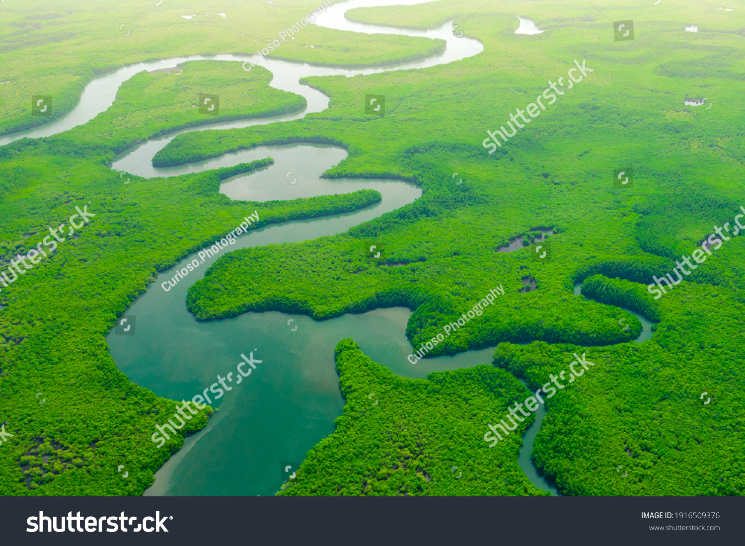 Aerial View of Green Mangrove Forest. Nature Landscape. Tropical Rainforest. Africa. Gambia. Senegal. #1916509376