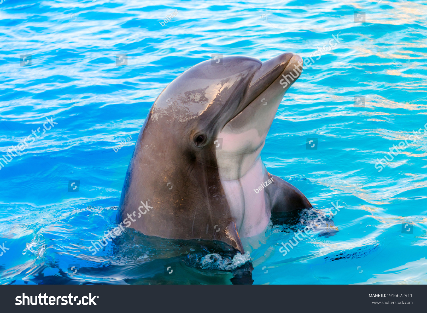 Bottlenose dolphin, its scientific name is Tursiops truncatus #1916622911