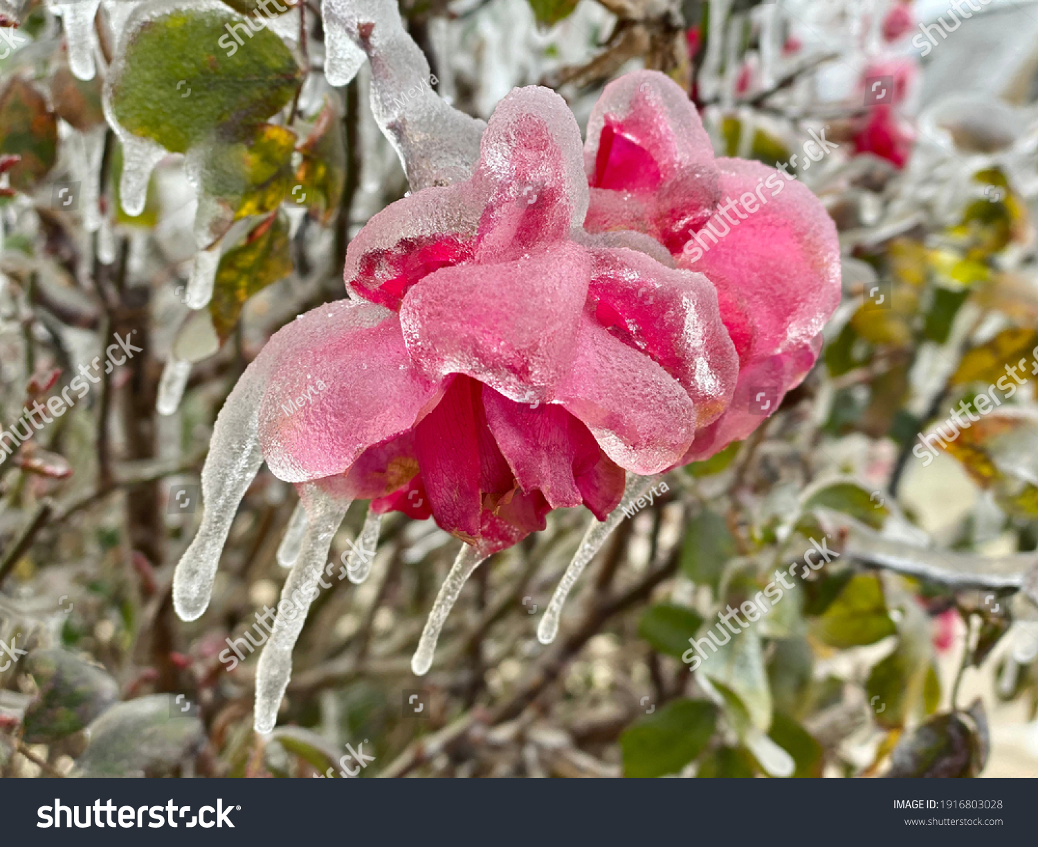Winter storm in Austin Texas. A red rose is covered with ice. Freezing rain.  Winter scene. Anomaly weather. Frozen roses. Natural disaster #1916803028