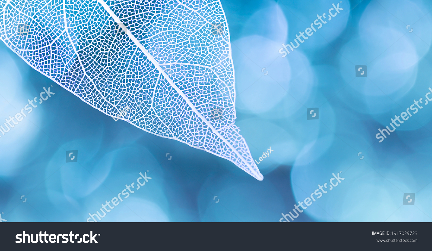 Beautiful white skeletonized leaf on light blue background with round bokeh. Expressive artistic image of beauty and purity of nature. #1917029723