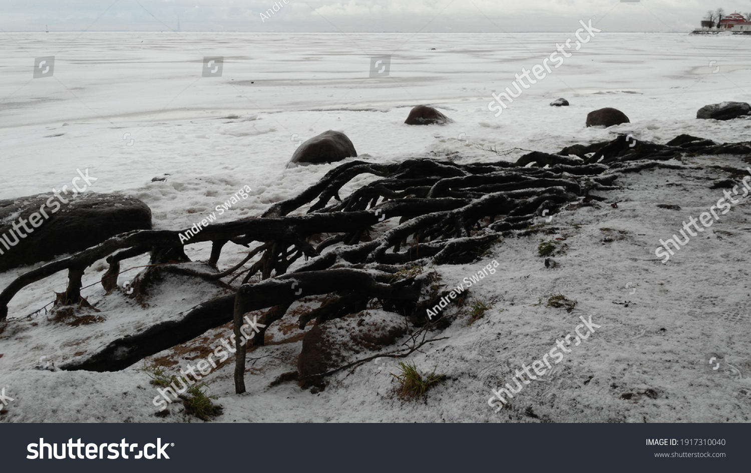Wooden skeleton of exposed roots. Winter, coast of the Gulf of Fink. The roots of an old tree stick out from under the snow. the roots are open like a sklket. Nearby are several large cobblestones. #1917310040