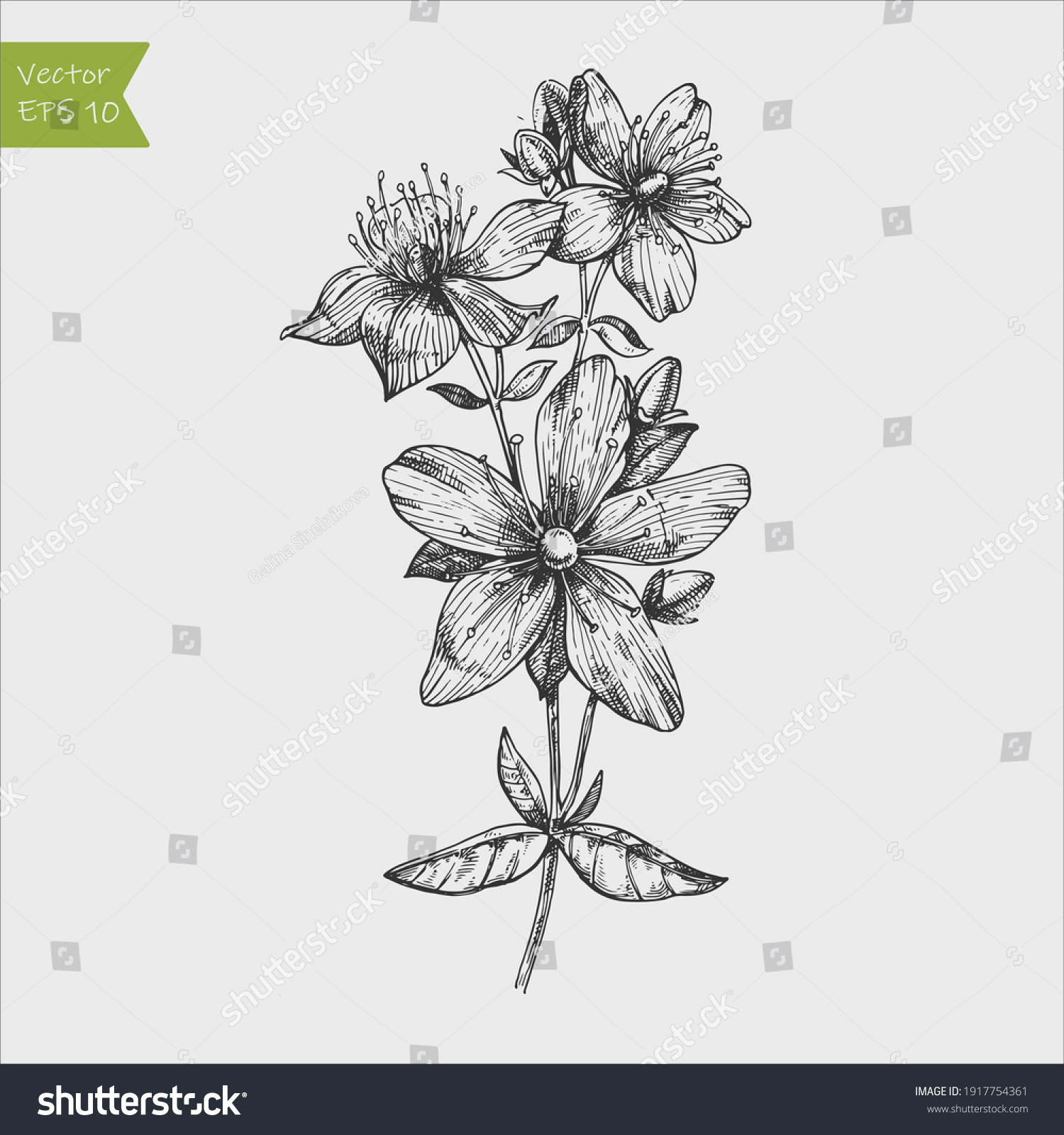 Tutsan plant background. Vector St. John's wort leaves and flowers illustration. Hand drawn Hypericum perforatum branch sketch. Officinalis, medicinal, cosmetic herb logo. #1917754361