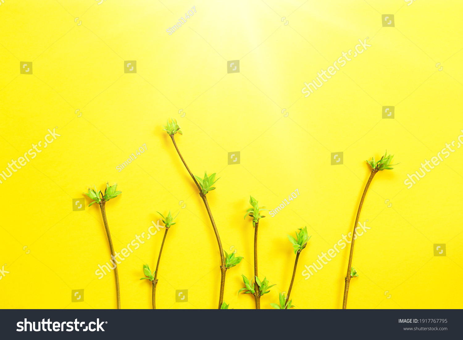 Delicate little leaves from open buds on branches-sprouts on a yellow background. Spring, the beginning of a new life. Copy space #1917767795