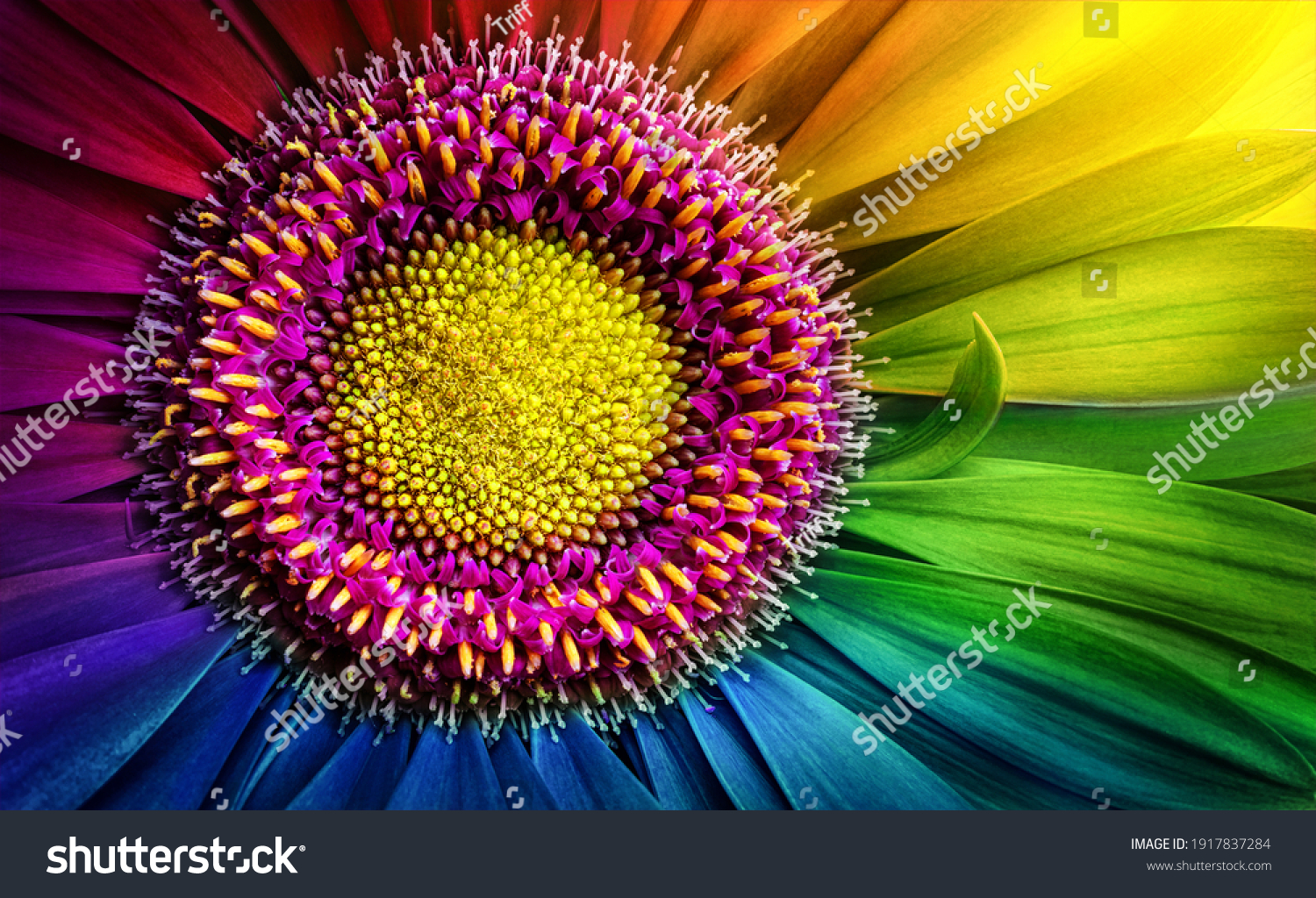 Gerbera flower close up. Macro photography. LGBT colors Gerbera Flower. Natural romantic conceptual floral multicolored macro background. #1917837284