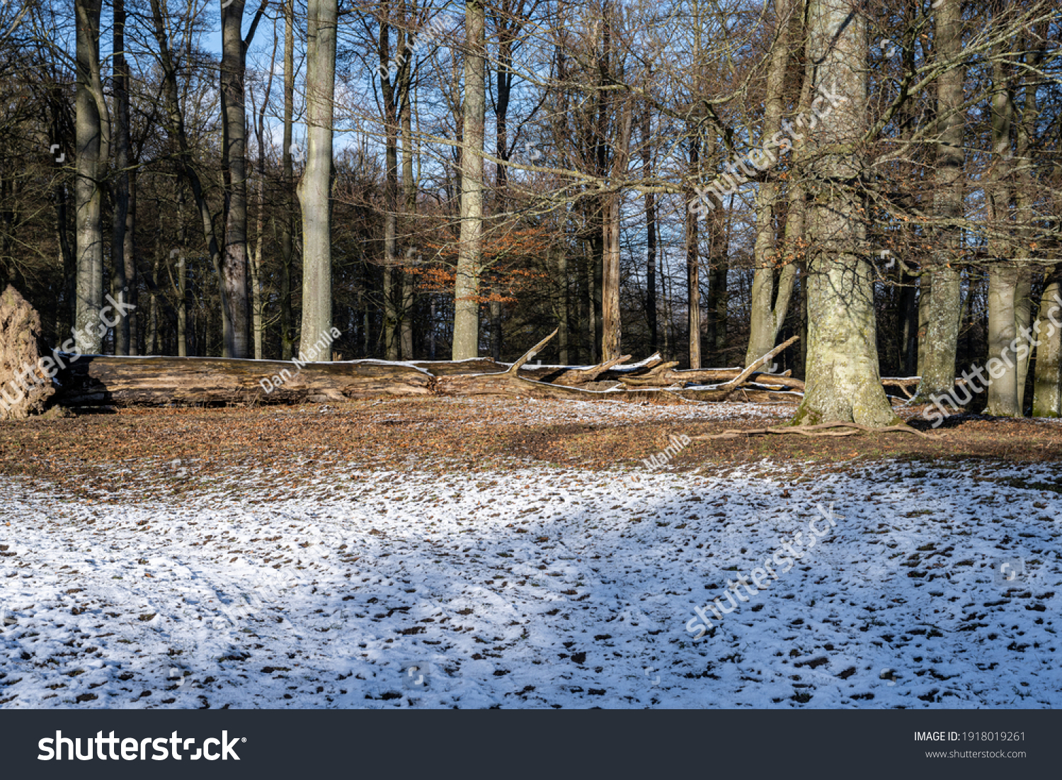 A winter photo of a beech forest. Picture from Lund, southern Sweden #1918019261
