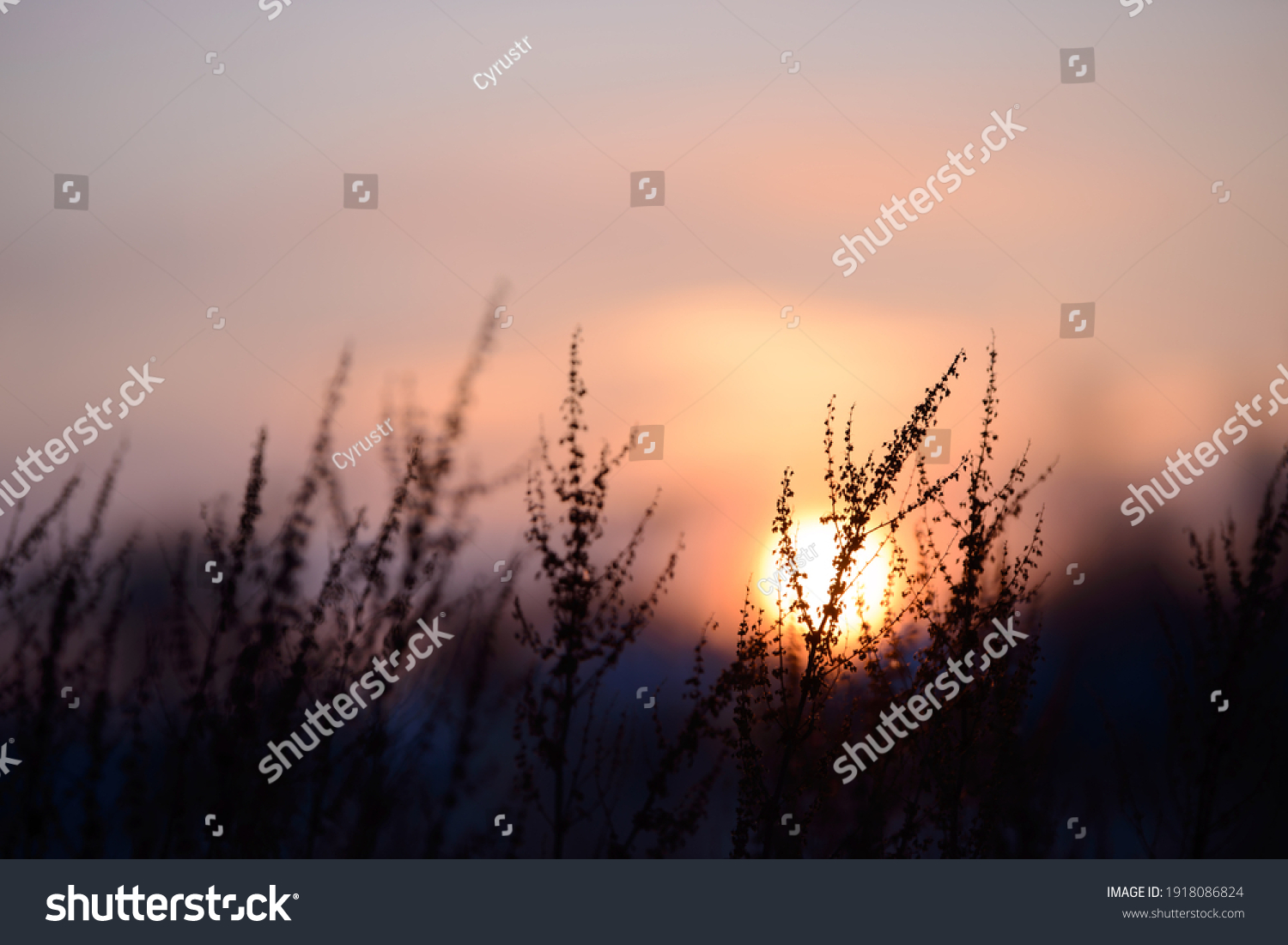 Colorful nature sunset or sunrise background. Silhouette of tree or grass branches and leaves on the field during dusk. Twilight beautiful scenic landscape wallpaper. Natural evening backdrop. #1918086824