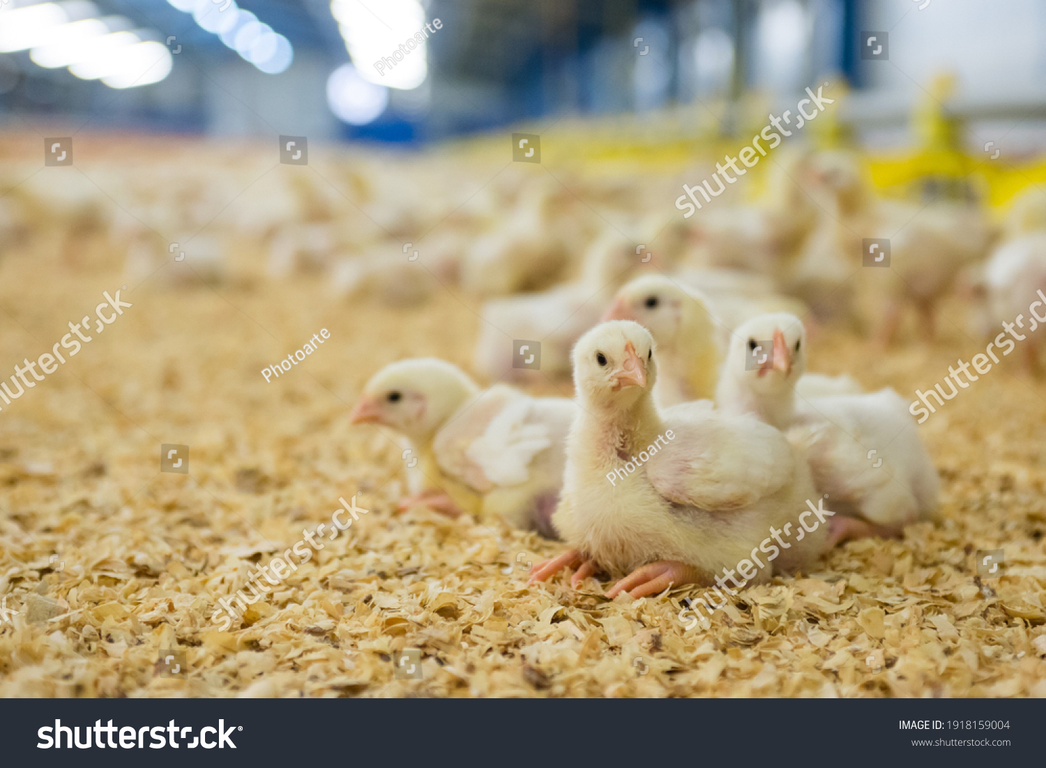 group of little chickens on the farm #1918159004