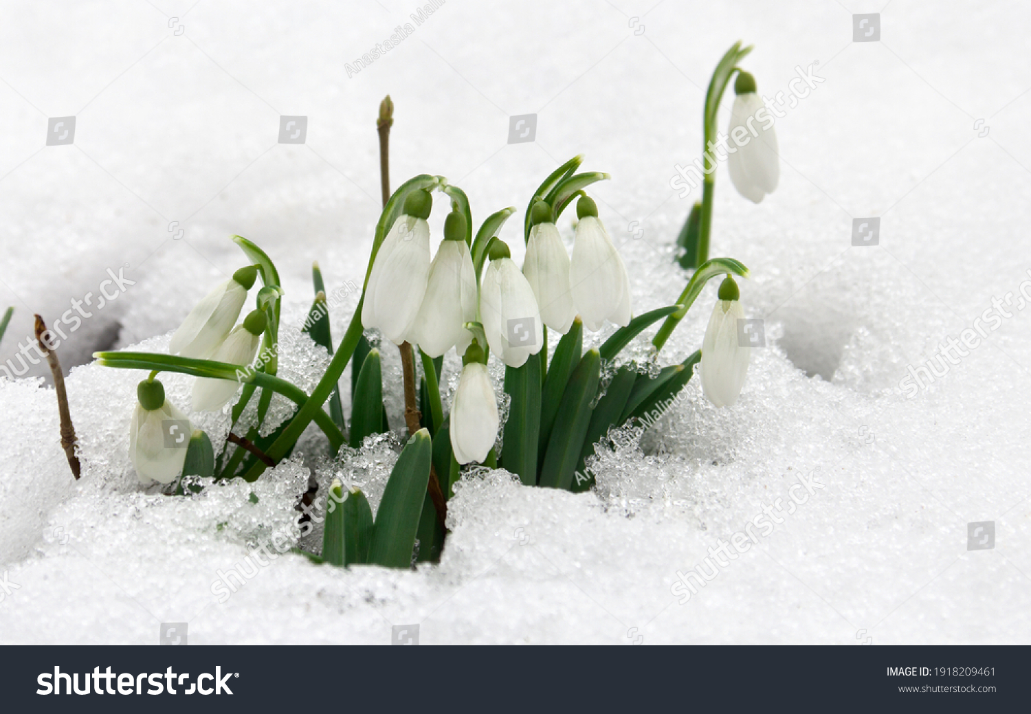 Spring white snowdrops ( Galanthus nivalis ) in snow in the forest with space for text #1918209461