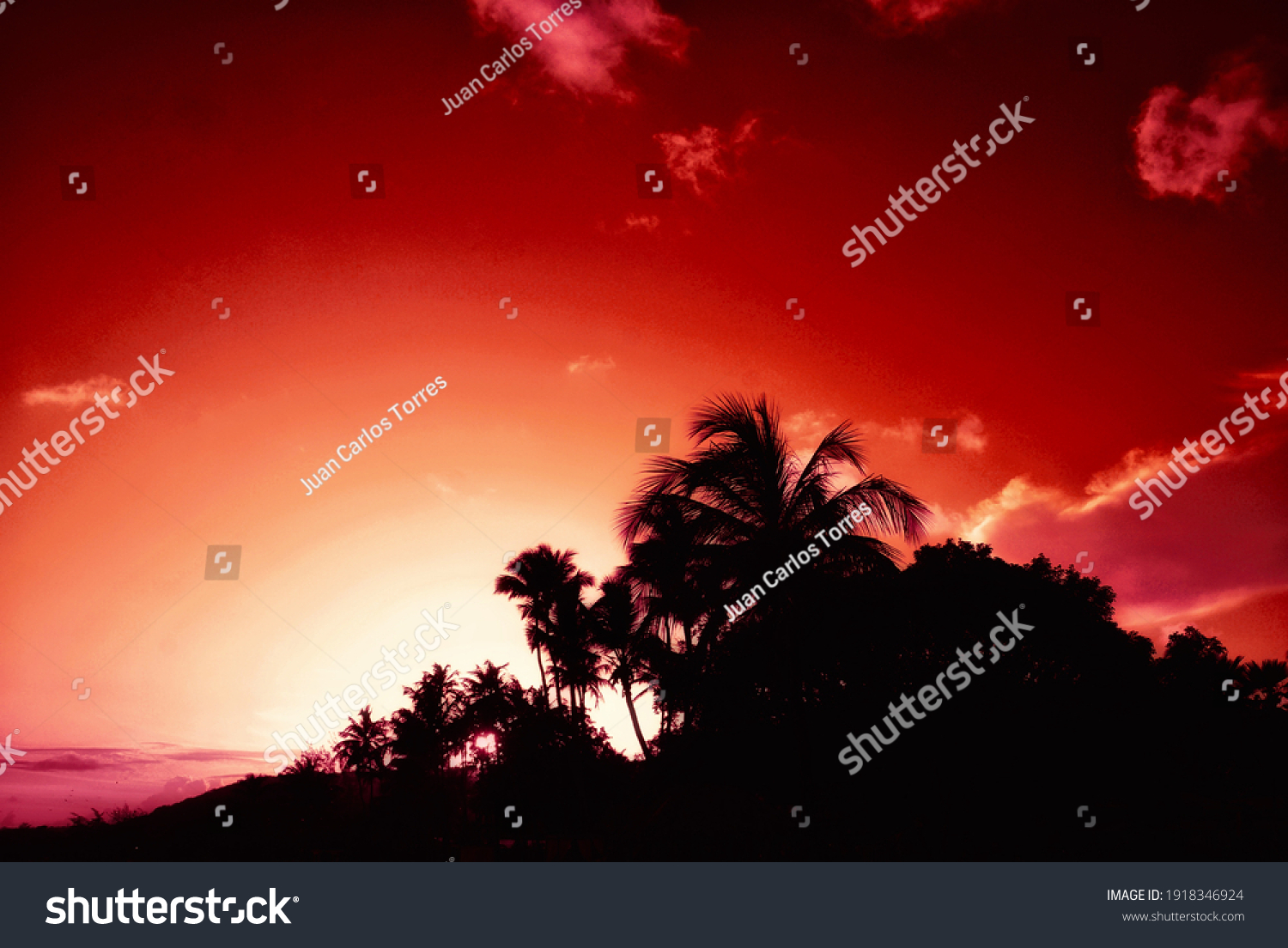 Sunset red and trees black dark #1918346924