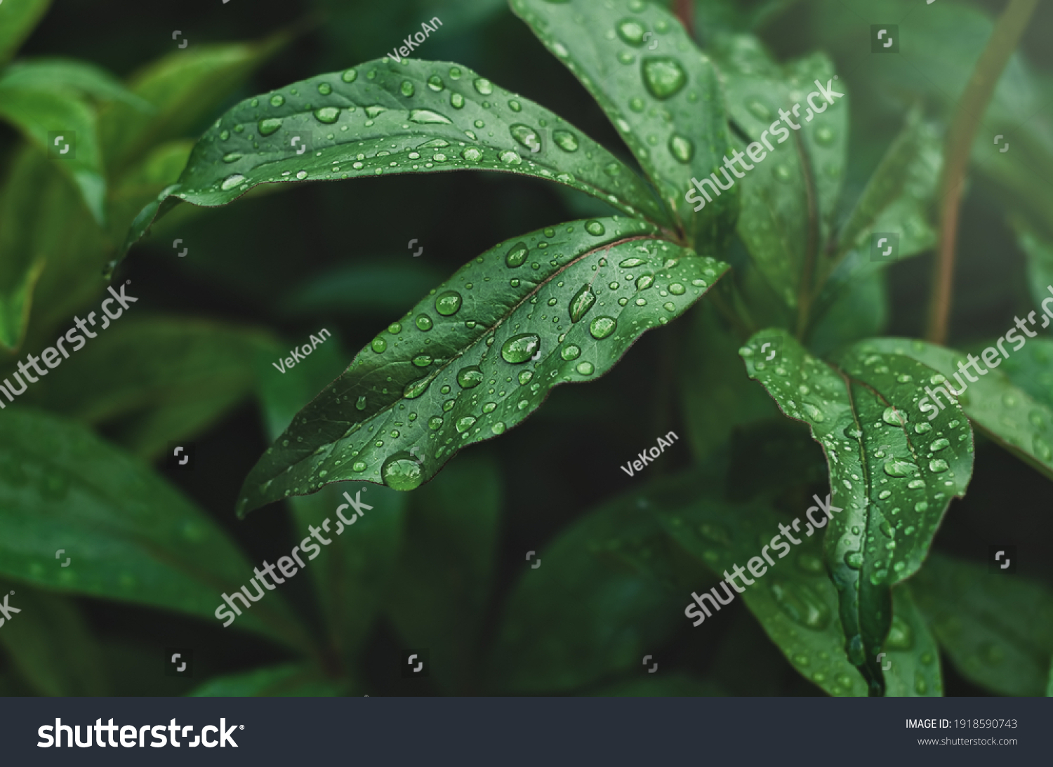 green peony leaves with raindrops #1918590743