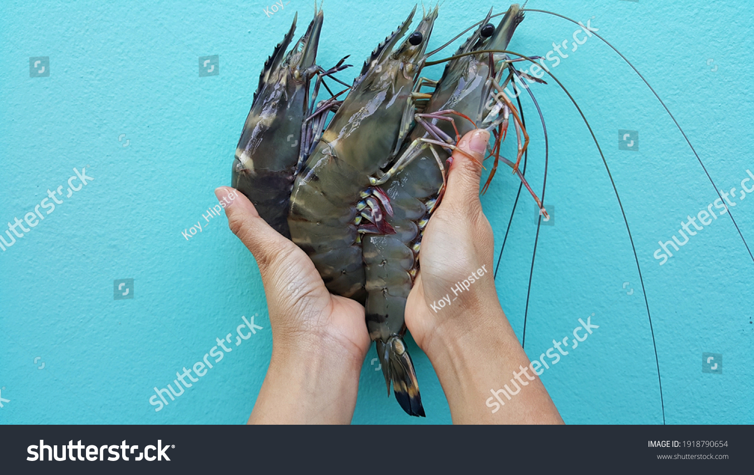 Top view of hand holding big tiger prawns isolated on blue background. #1918790654