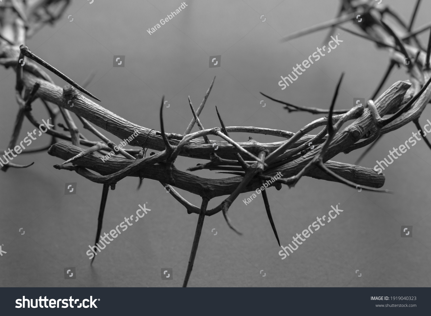 black and white crown of thorns up close #1919040323