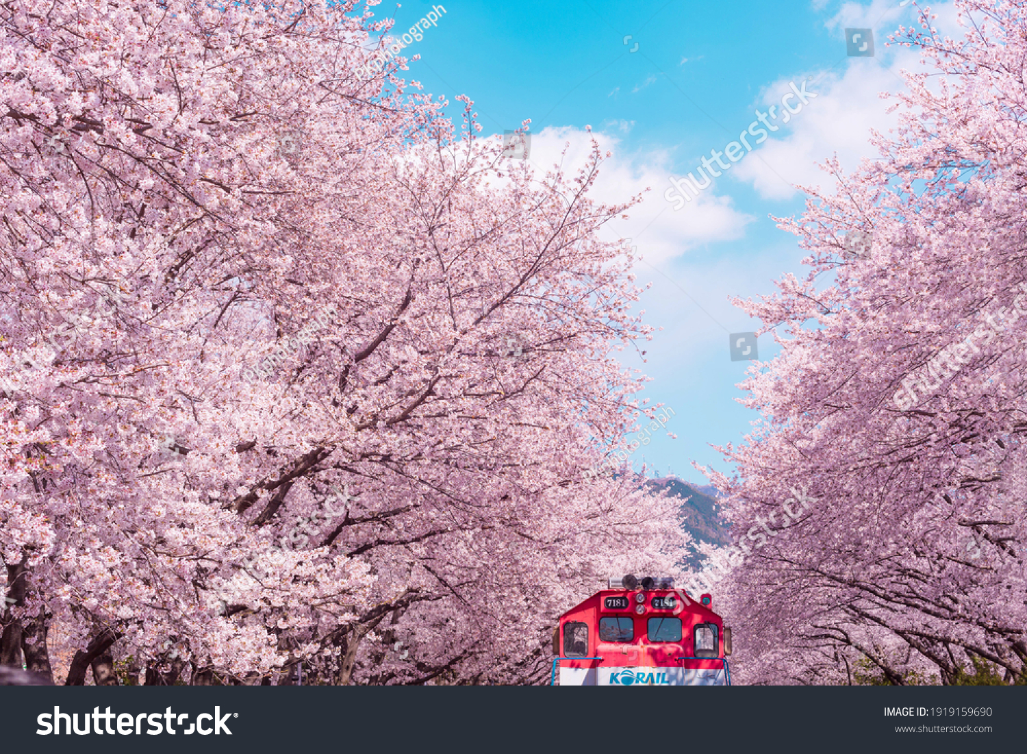 Cherry blossom with train in spring in Korea is the popular cherry blossom viewing spot, jinhae South Korea. #1919159690