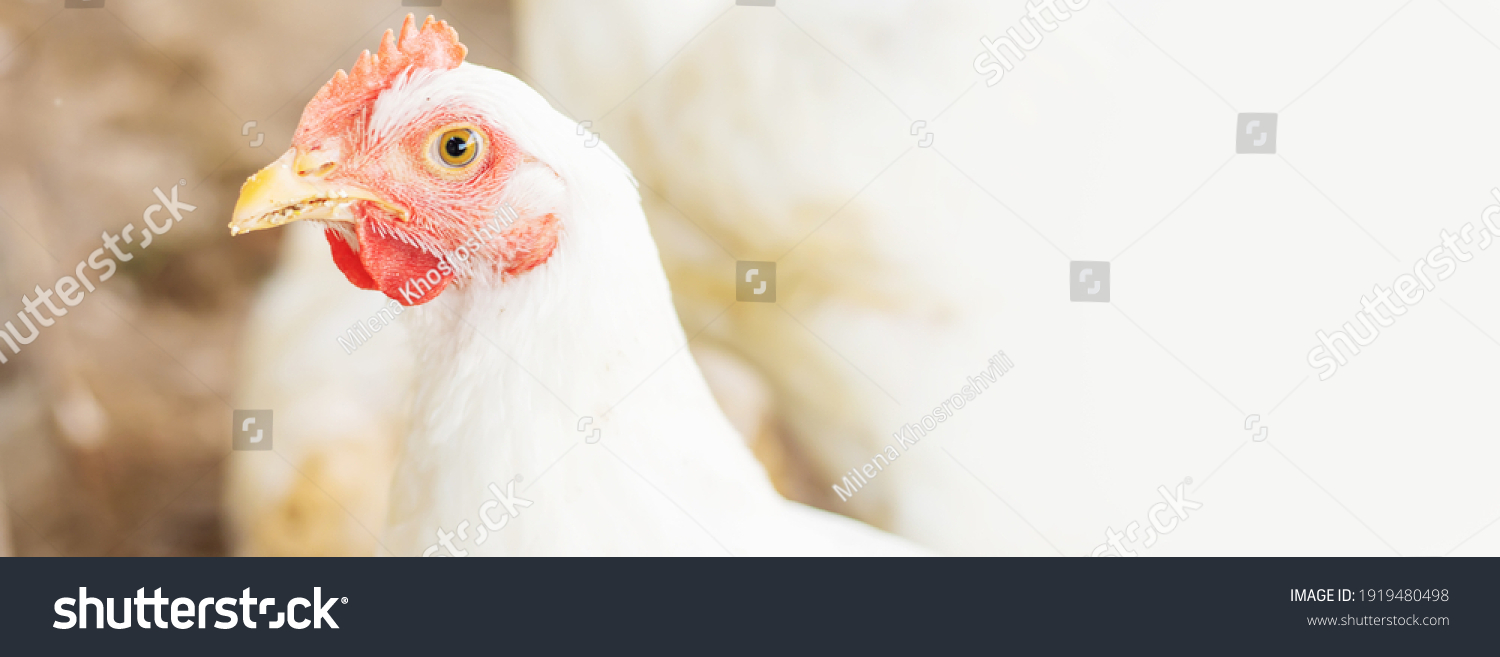 Chickens broilers on the farm. Selective focus.animals #1919480498