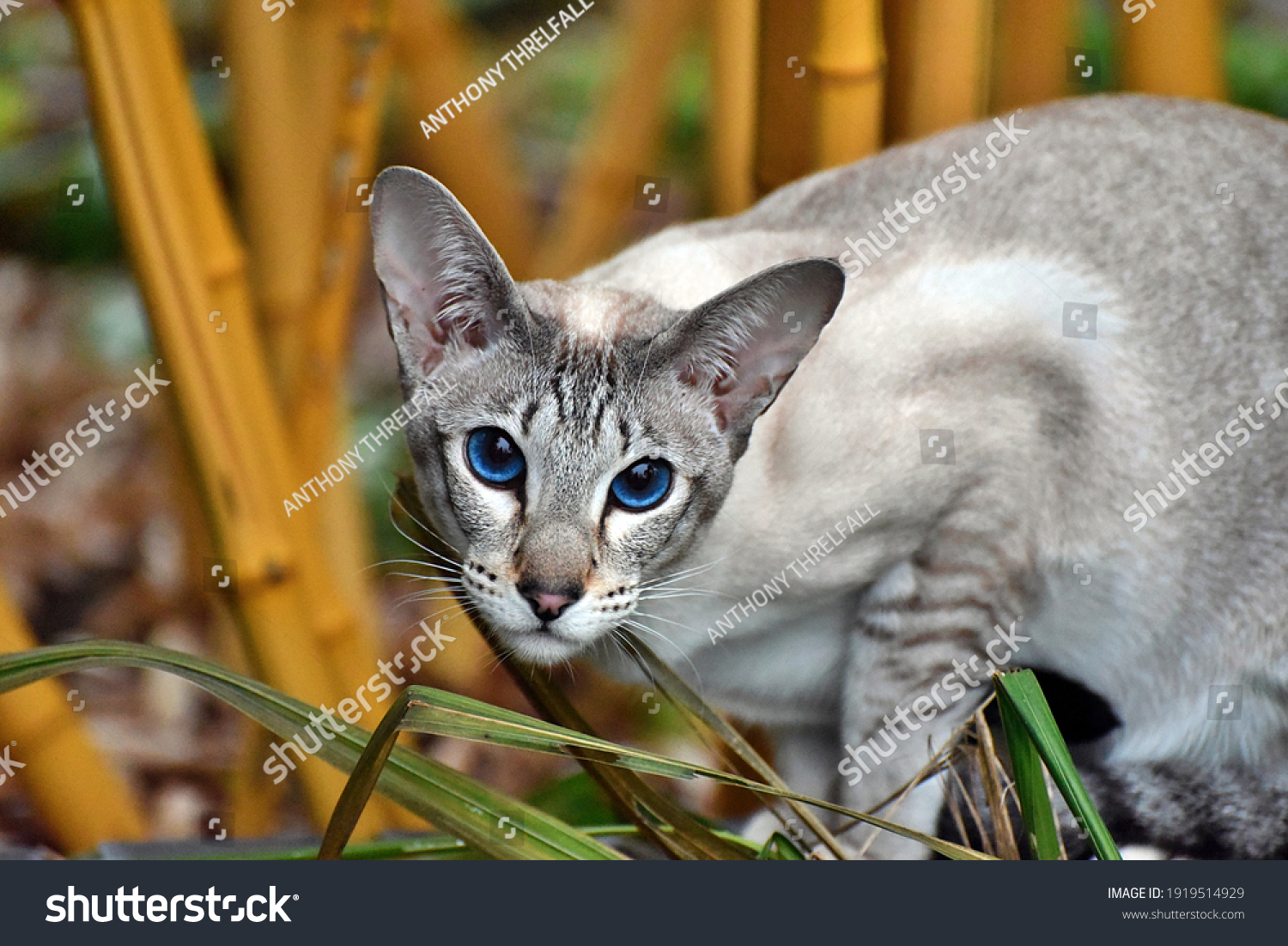 Oriental Shorthair cat blue eyes #1919514929