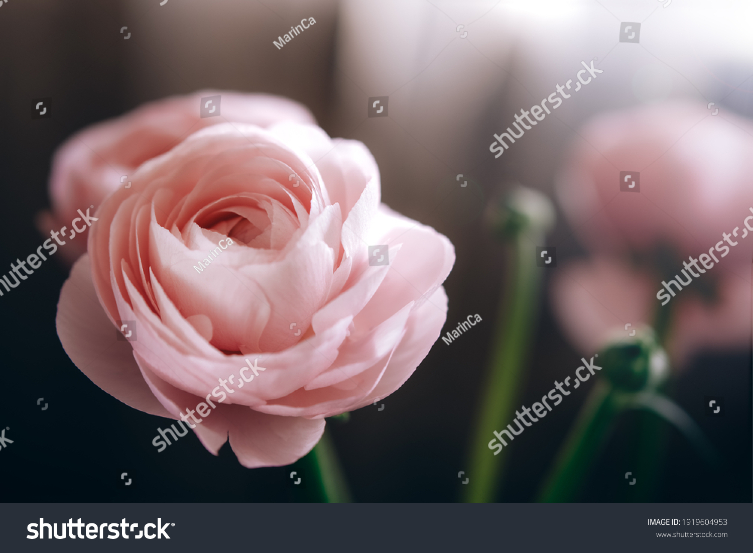 Ranunculus pink flowers close-up background #1919604953