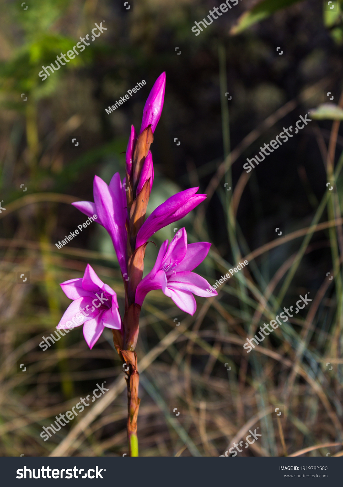 The purple Florescence of the Drakensberg Watsonia, Watsonia Lepida, in the Afromontane Grasslands of the Central Drakensberg Mountains, South Africa. #1919782580
