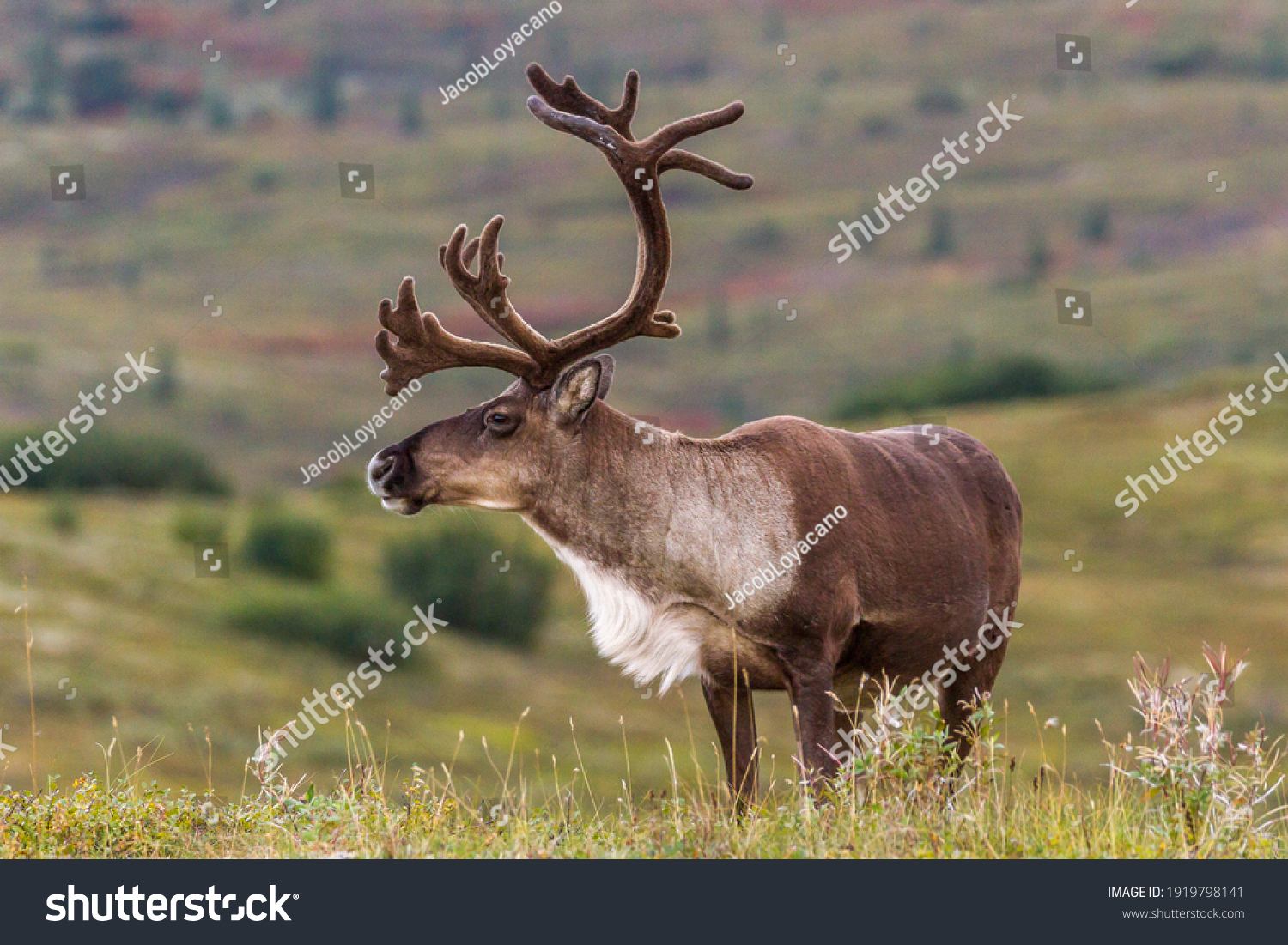 Male Caribou develop their antlers throughout the summer in preparation for the fall rut. As fall approaches they also develop a beautiful white coat around the neck area.  #1919798141